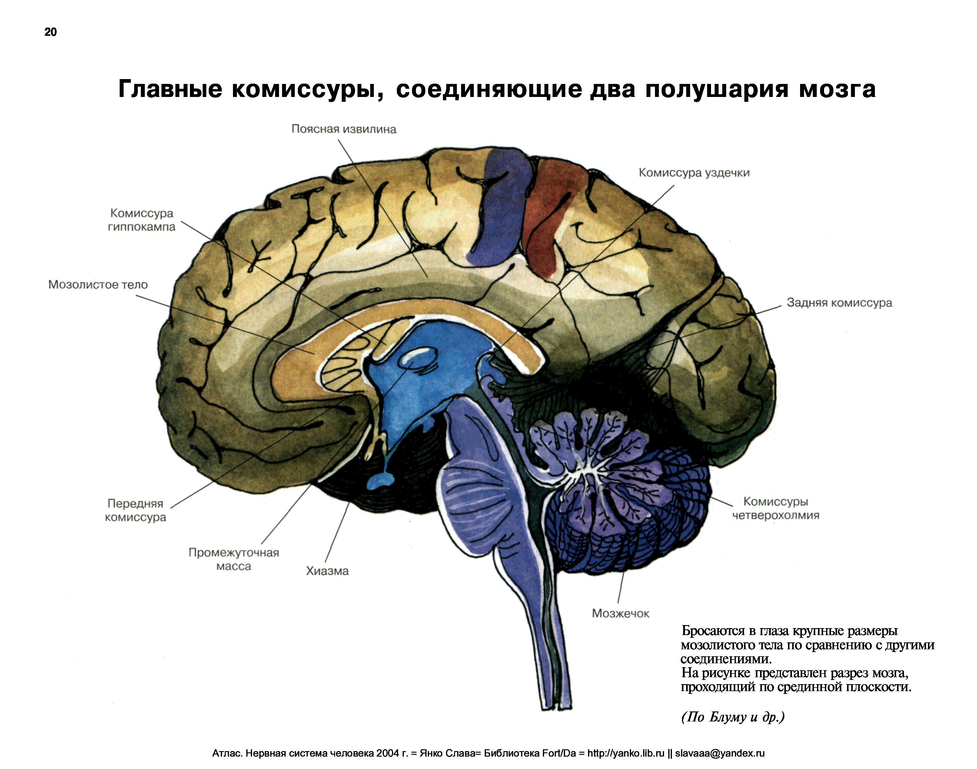 Мозолистое тело атлас