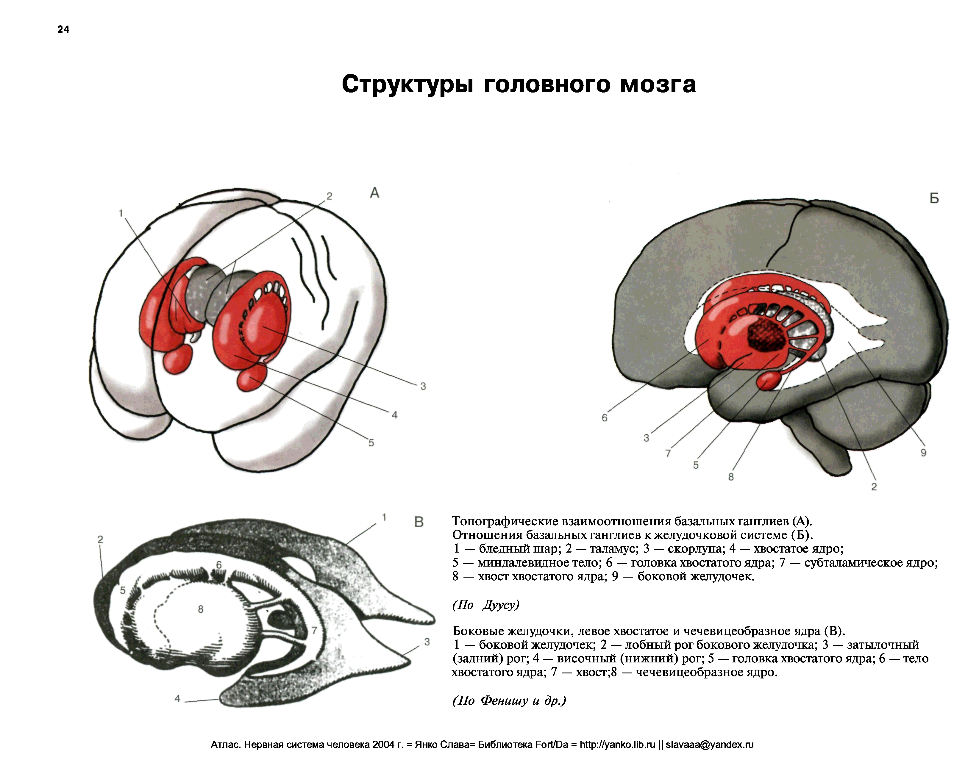 Базальные ганглии мозга. Строение головного мозга ядра. Базальные ядра головного мозга анатомия. Подкорковые ядра головного мозга анатомия. Базальные ядра полушарий мозга.