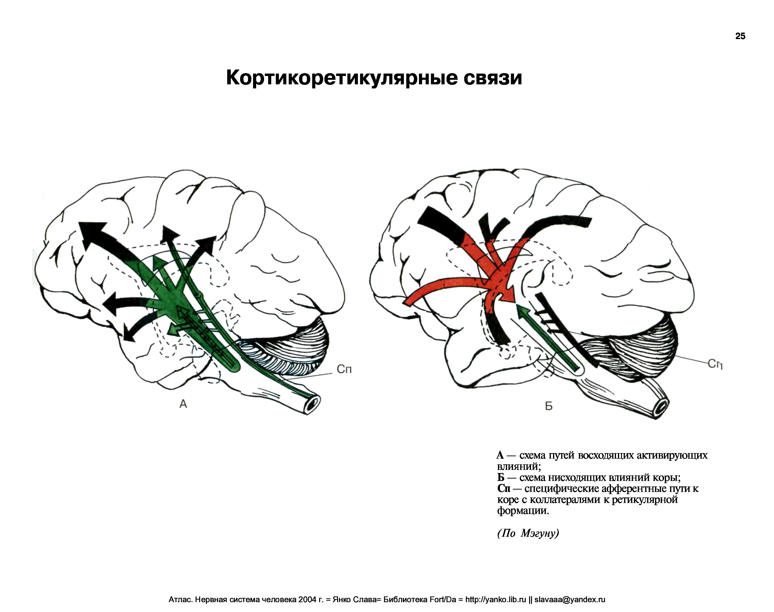 Влияние коры. Восходящая ретикулярная формация. Восходящая активирующая ретикулярная система. Атлас ретикулярной формации. Коллатерали ретикулярной формации.