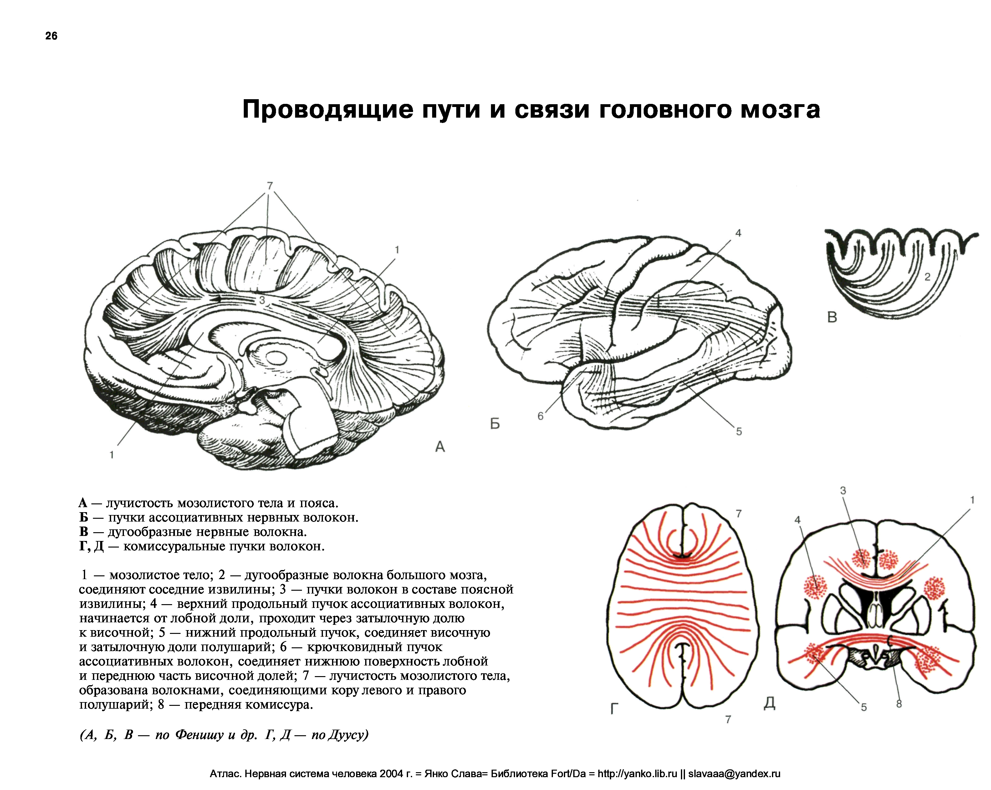 Связи РФ С основными проводящими путями головного мозга