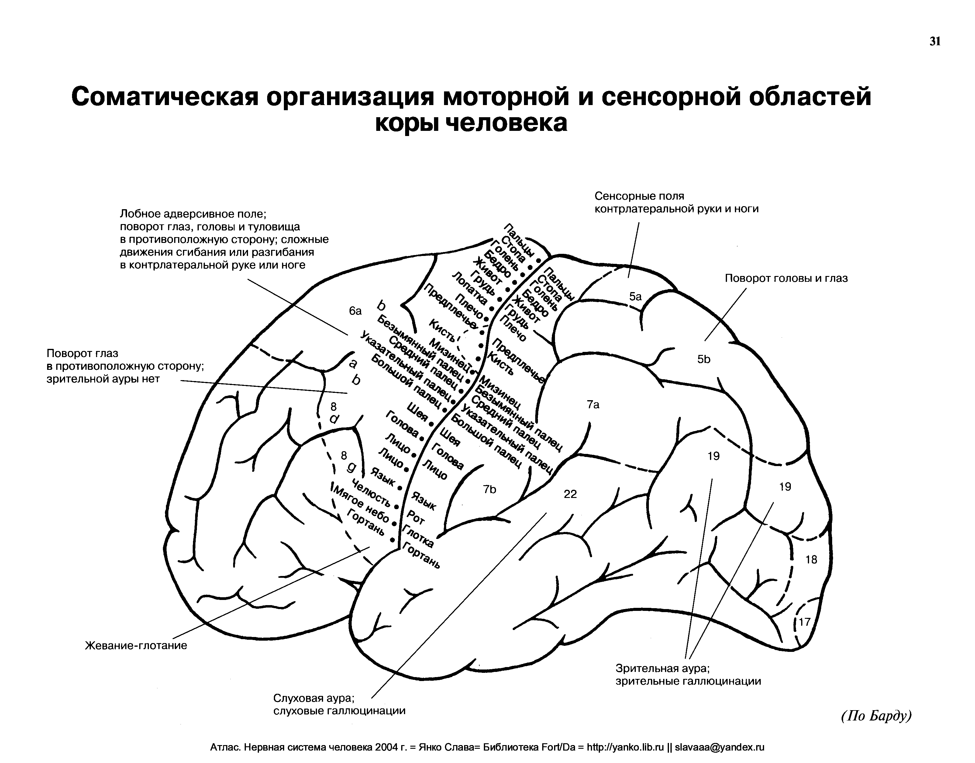 Моторные зоны мозга. Проекционные зоны коры головного мозга. Топография зон коры головного мозга.
