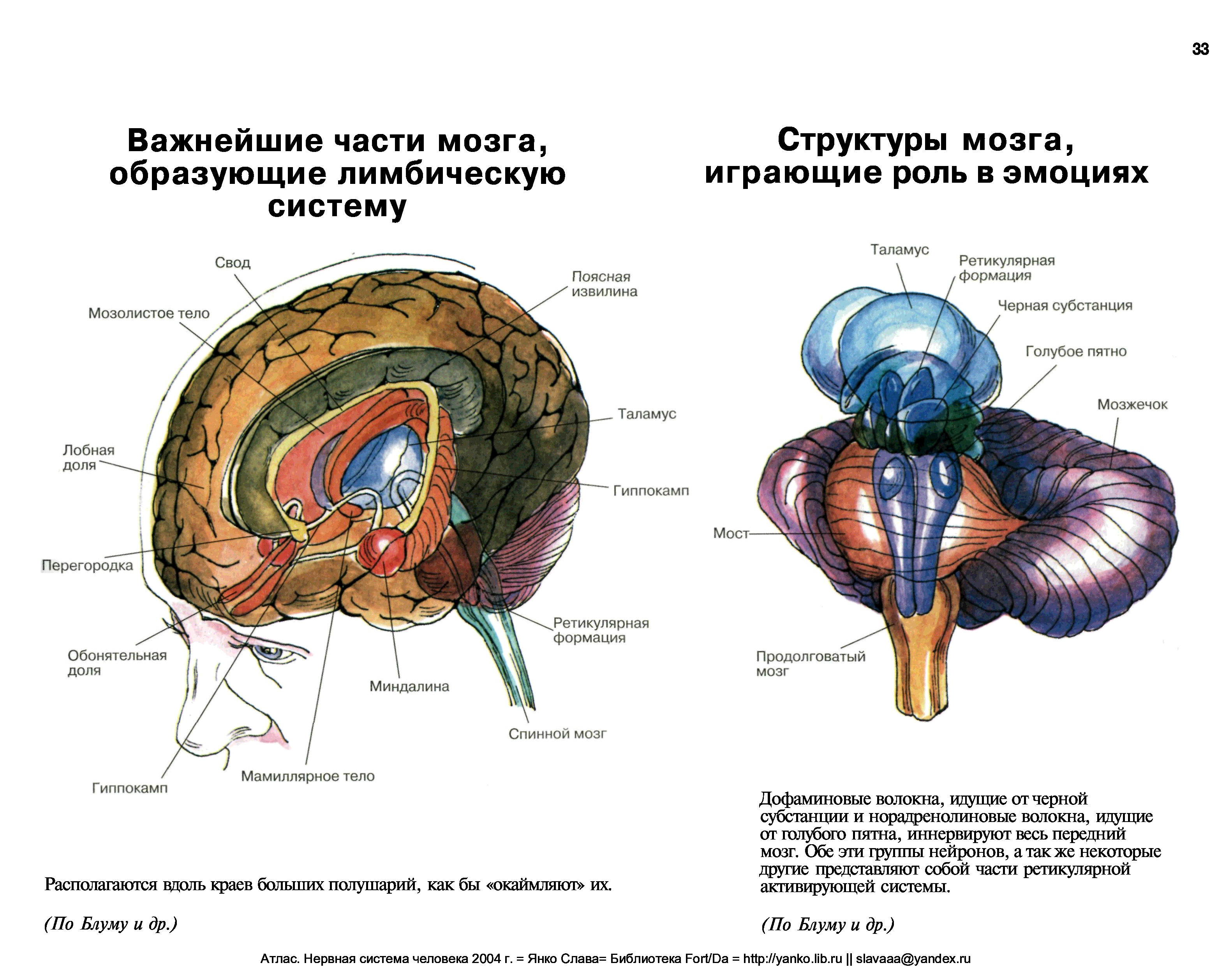 Лимбическая система мозга. Лимбическая система головного мозга человека. Структуры лимбической системы головного мозга. Лимбическая система головного мозга анатомия. Лимбическая система и ретикулярная формация.