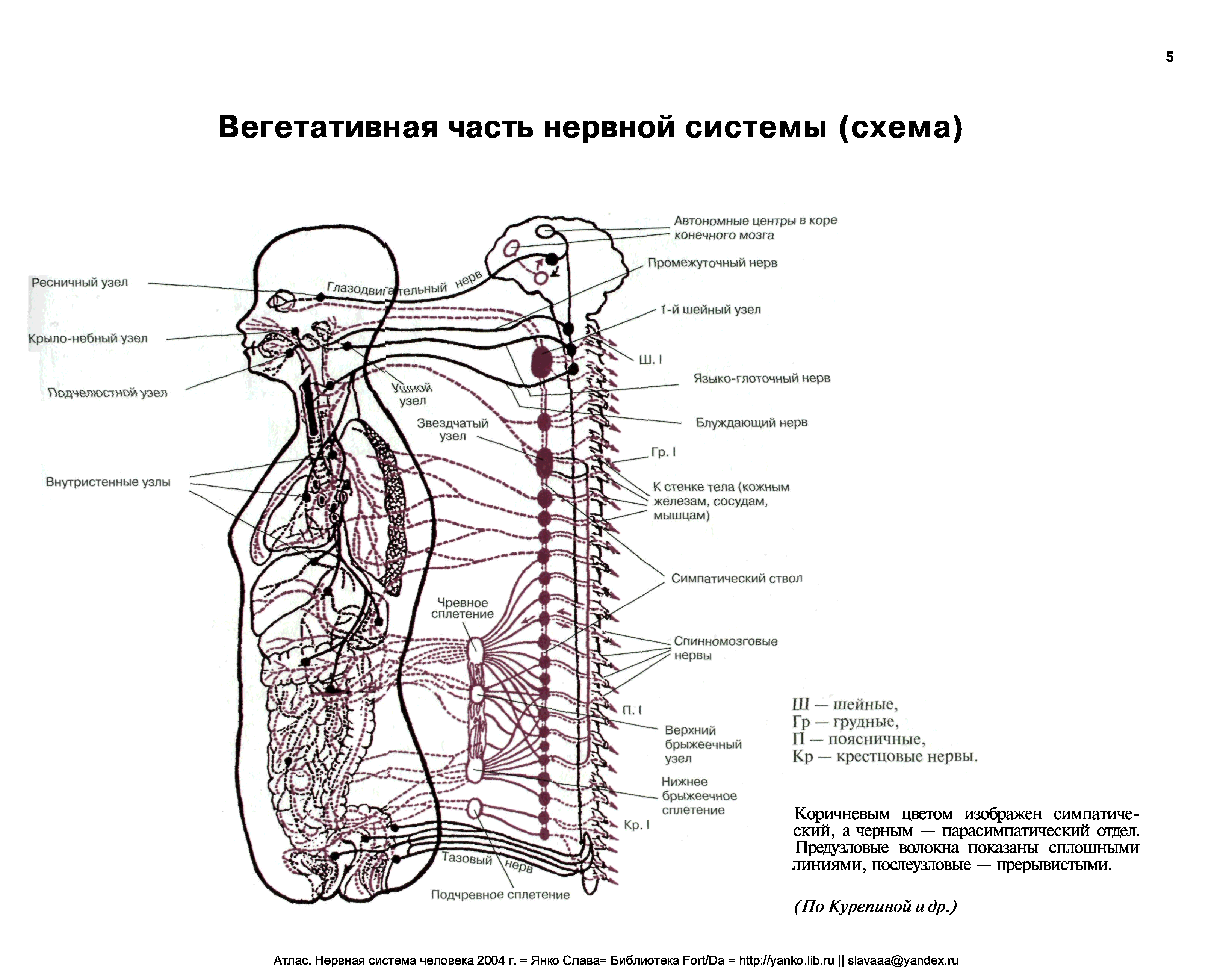 Нервная система человека схема. Периферическая вегетативная нервная система схема. Нервная система анатомия схема. Атлас нервной системы человека. Рисунок вегетативной нервной системы Неттера.