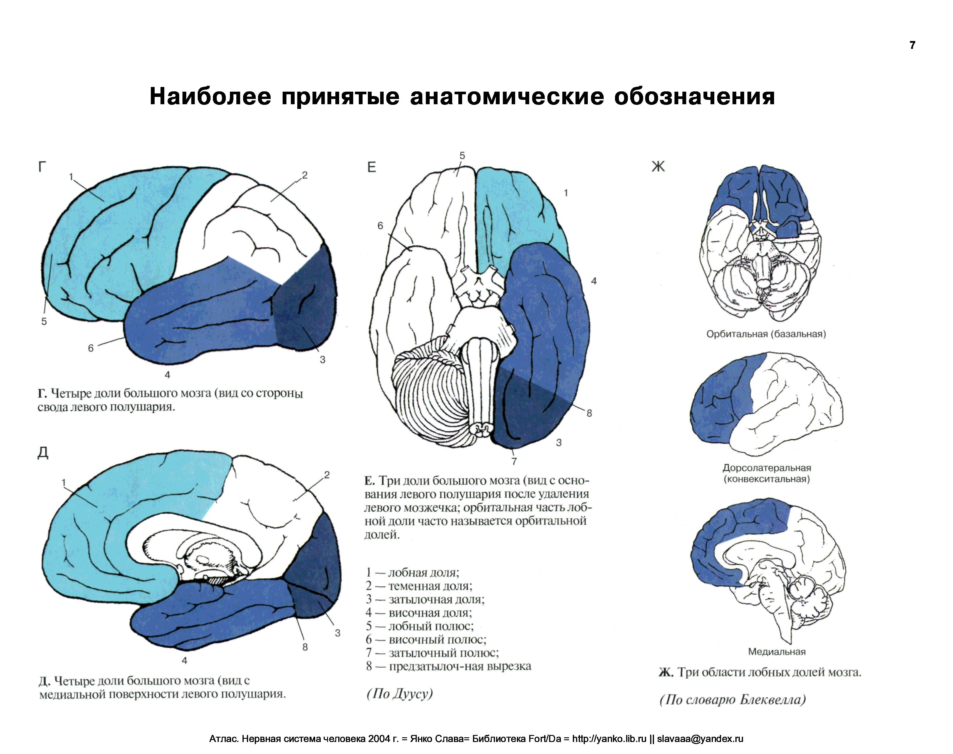 Стороны мозга. Базальные отделы лобных долей. Медиальные отделы лобной коры. Базальная поверхность лобной доли. Передне базальные отделы лобных долей.