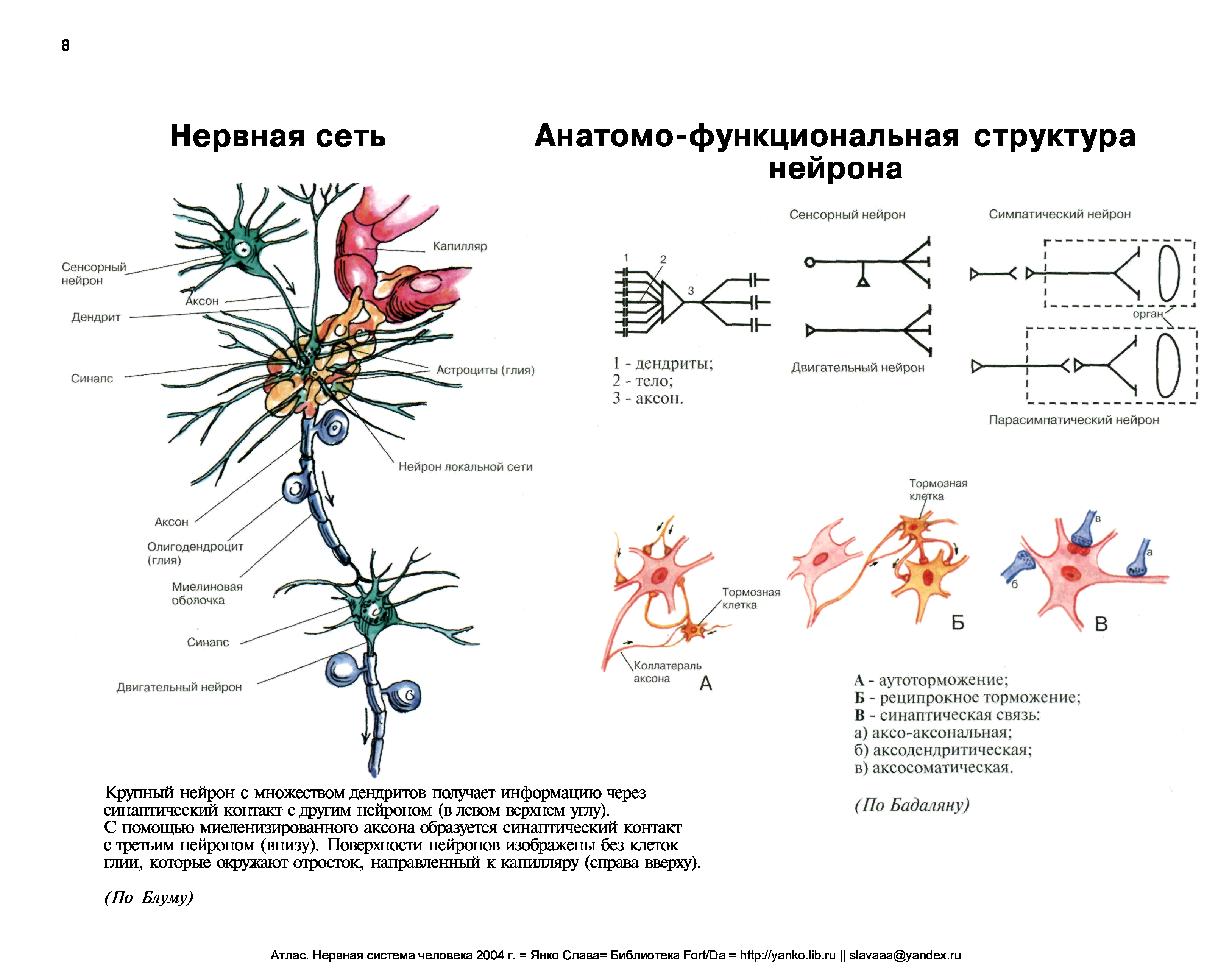 На рисунке представлены нейрон нервная ткань головной мозг и нервная система человека огэ биология