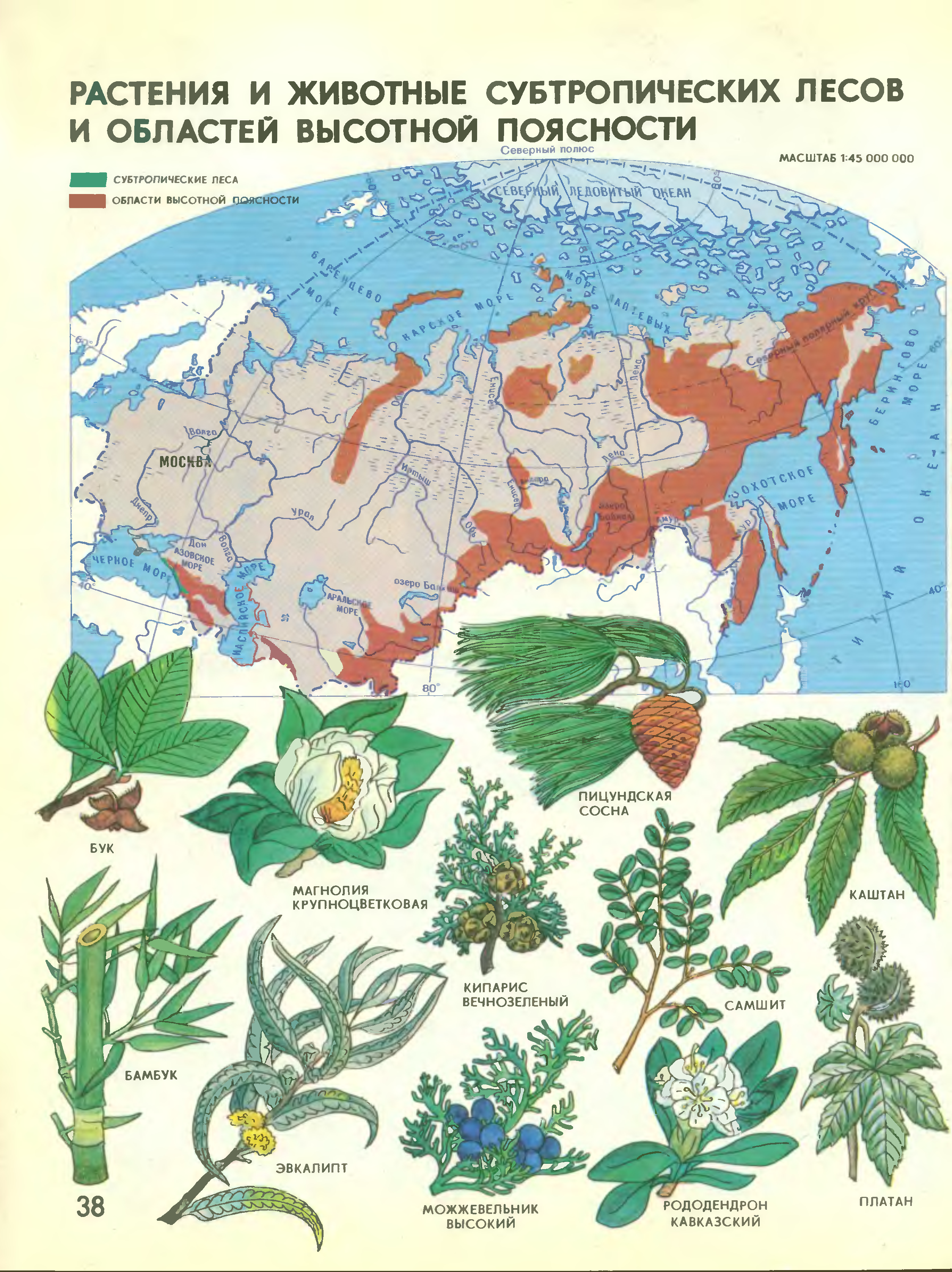 Растения высокой поясности. Детский атлас мир и человек 1988. Мир и человек. Географический атлас. Области ВЫСОТНОЙ поясности растения. Растительный и животный мир области ВЫСОТНОЙ поясности.