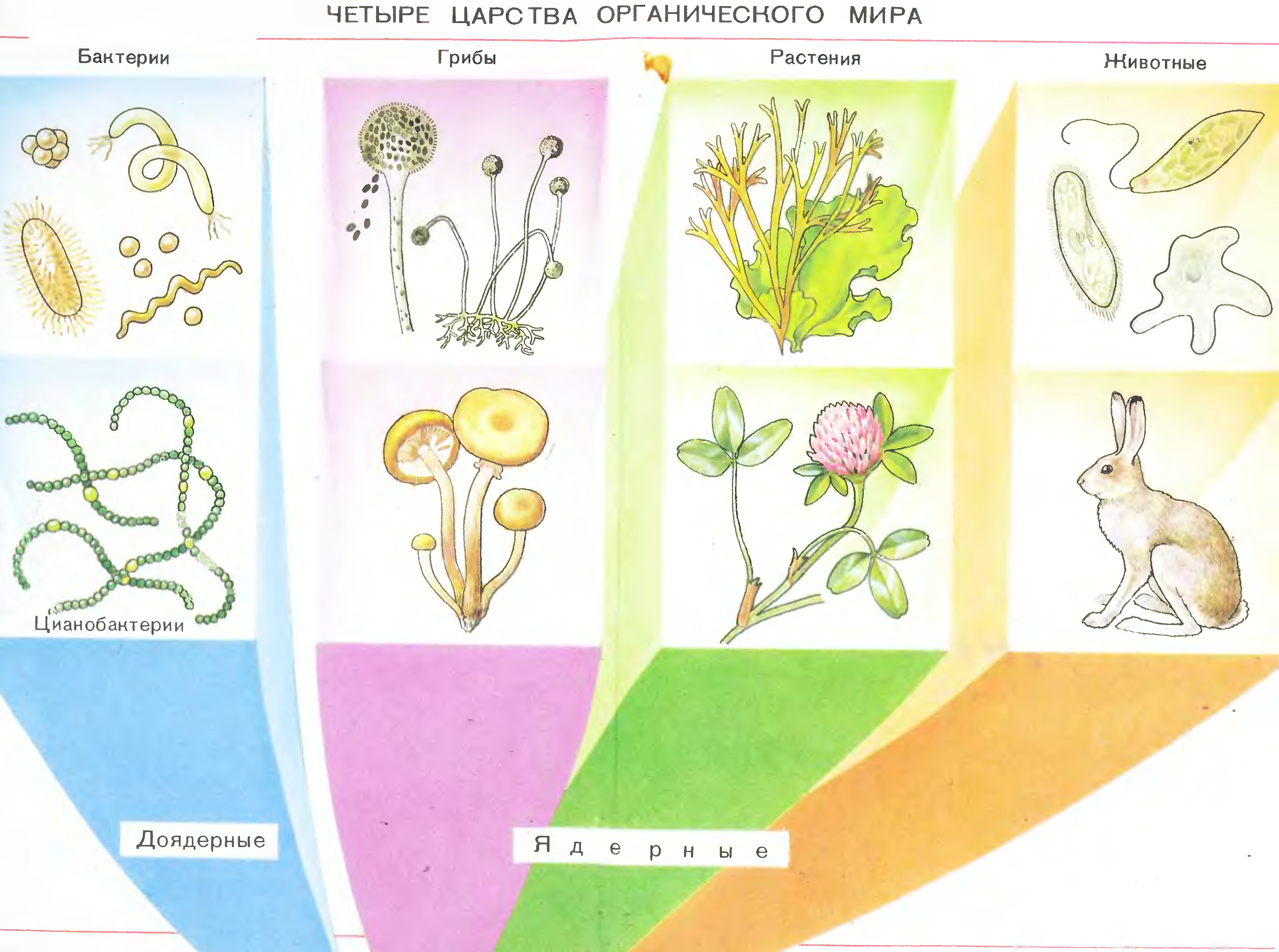 Рисунок на тему царство растений