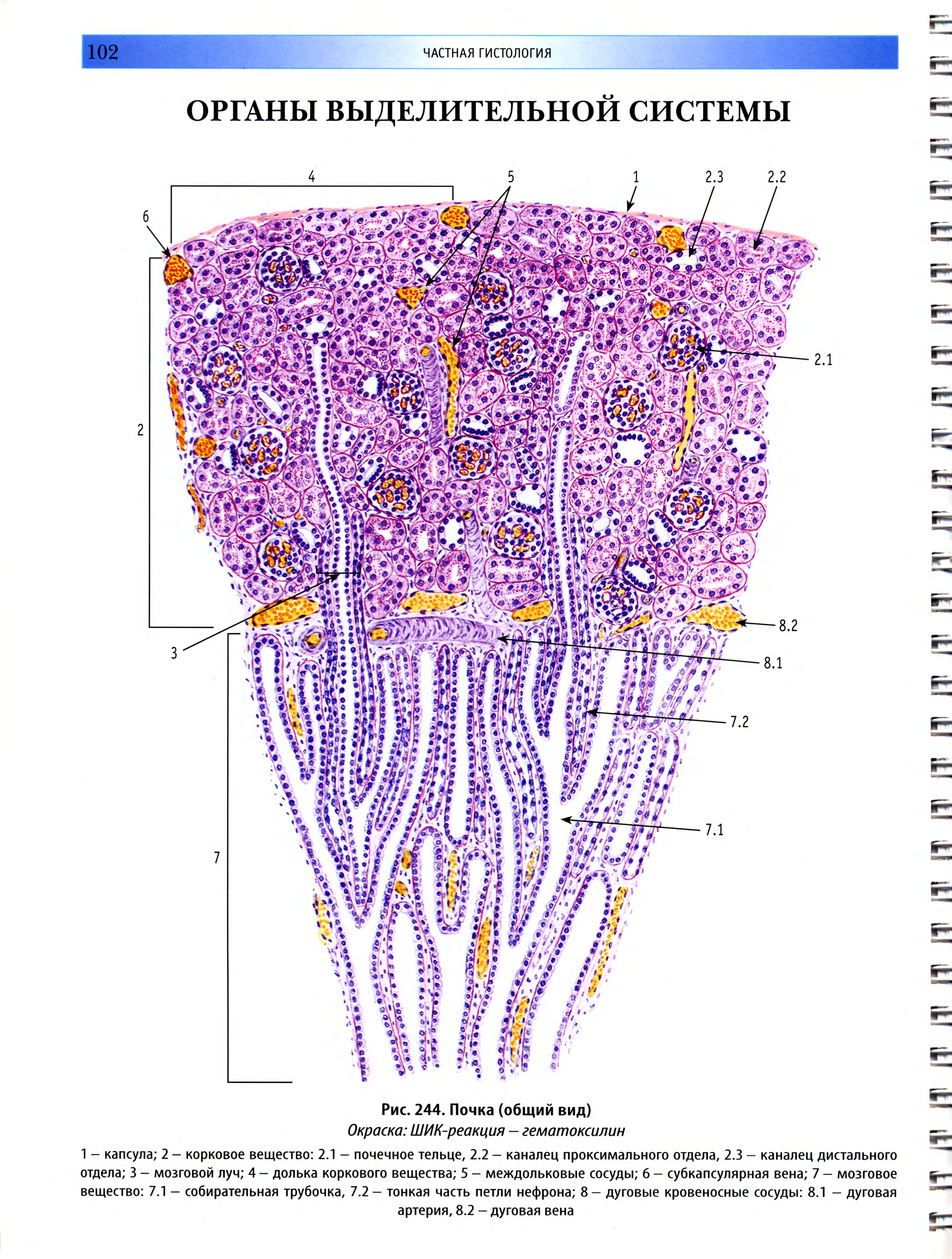 Почка гистология рисунок