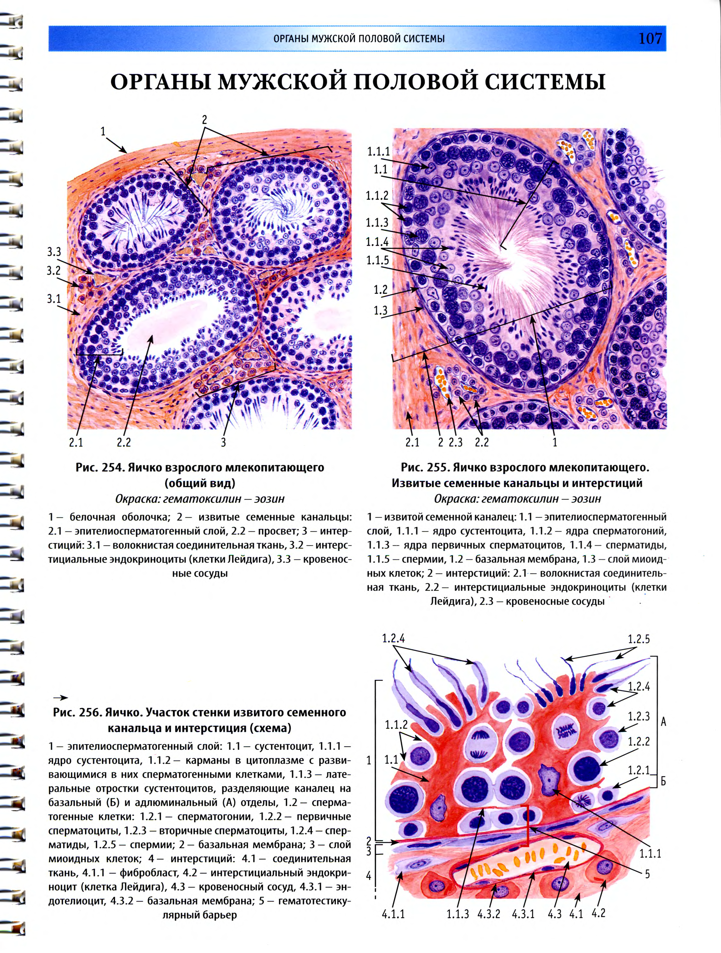 Рисунок семенника гистология