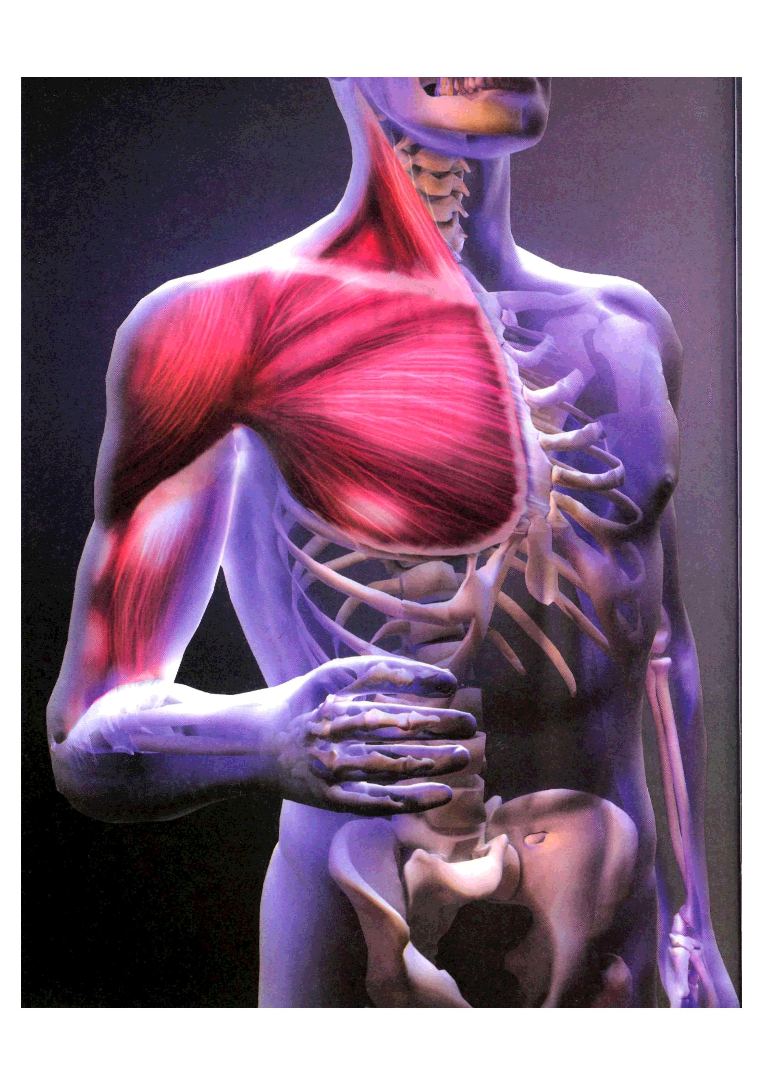 «Анатомия человека. Иллюстрированный атлас» (2006), Адольфо Касан