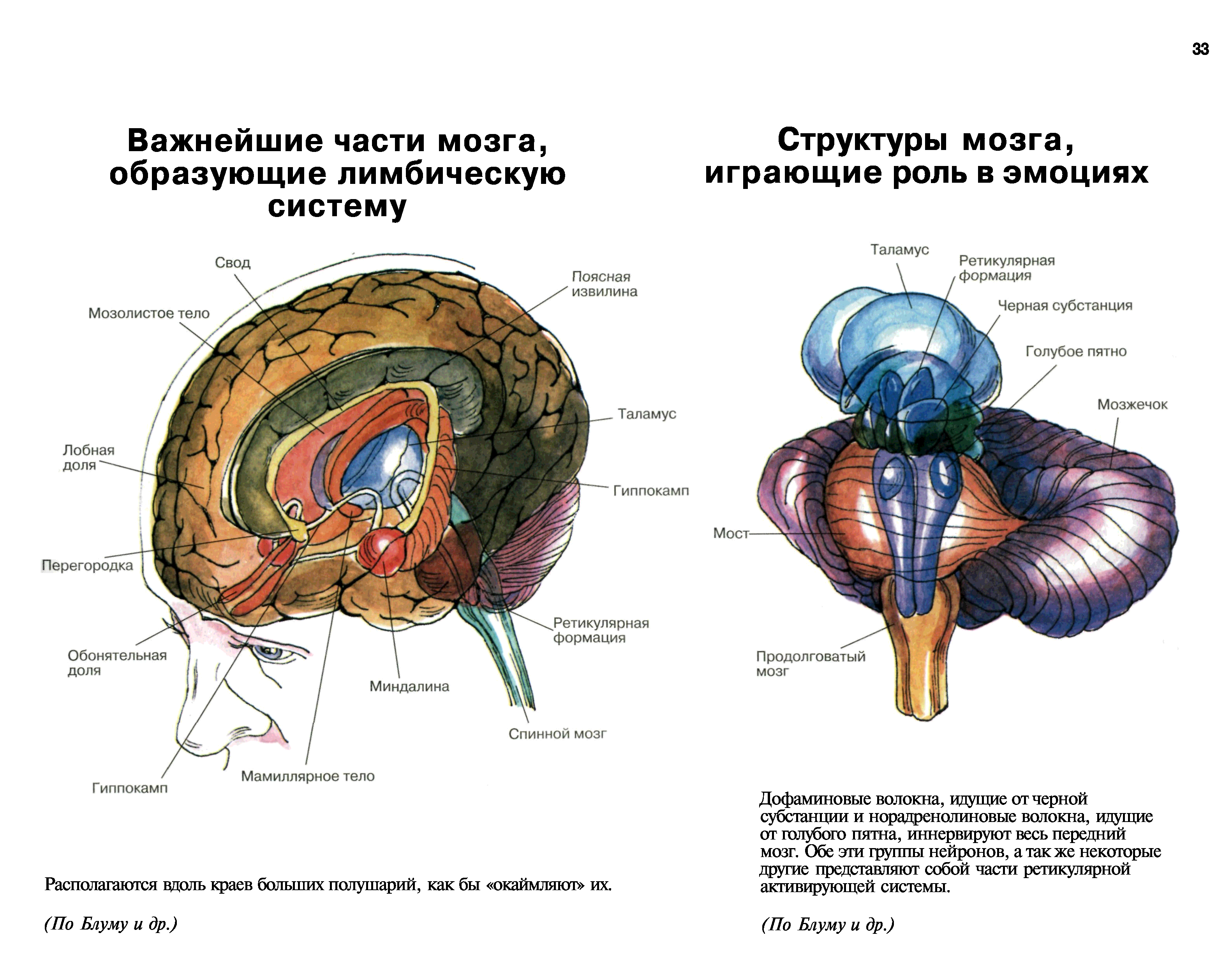 Структуры лимбической системы головного мозга