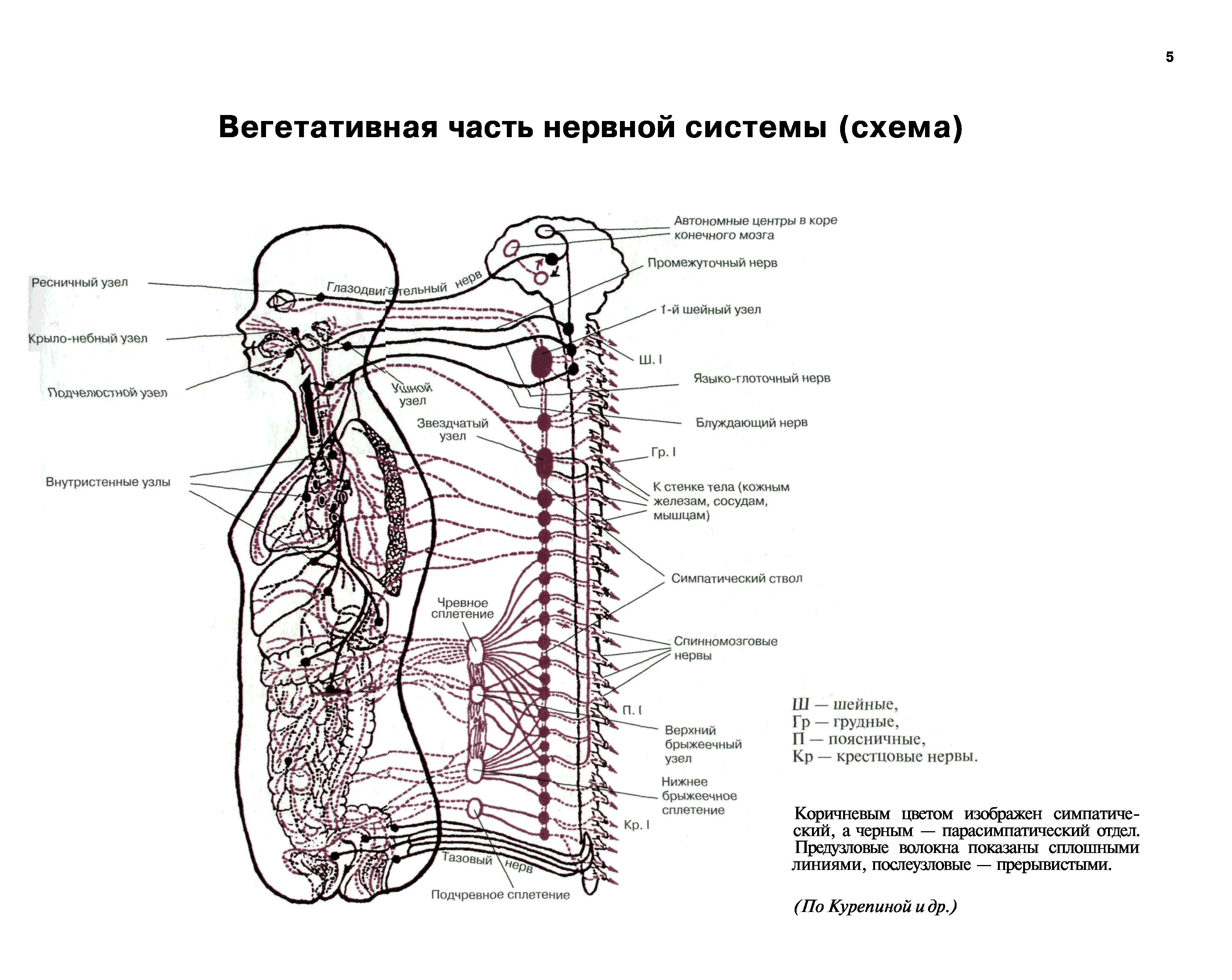 Вегетативные части тела. Схема строения вегетативной нервной системы. Вегетативная нервная система схема спинного мозга. Иннервация вегетативной нервной системы. Симпатическая часть вегетативной нервной системы схема.