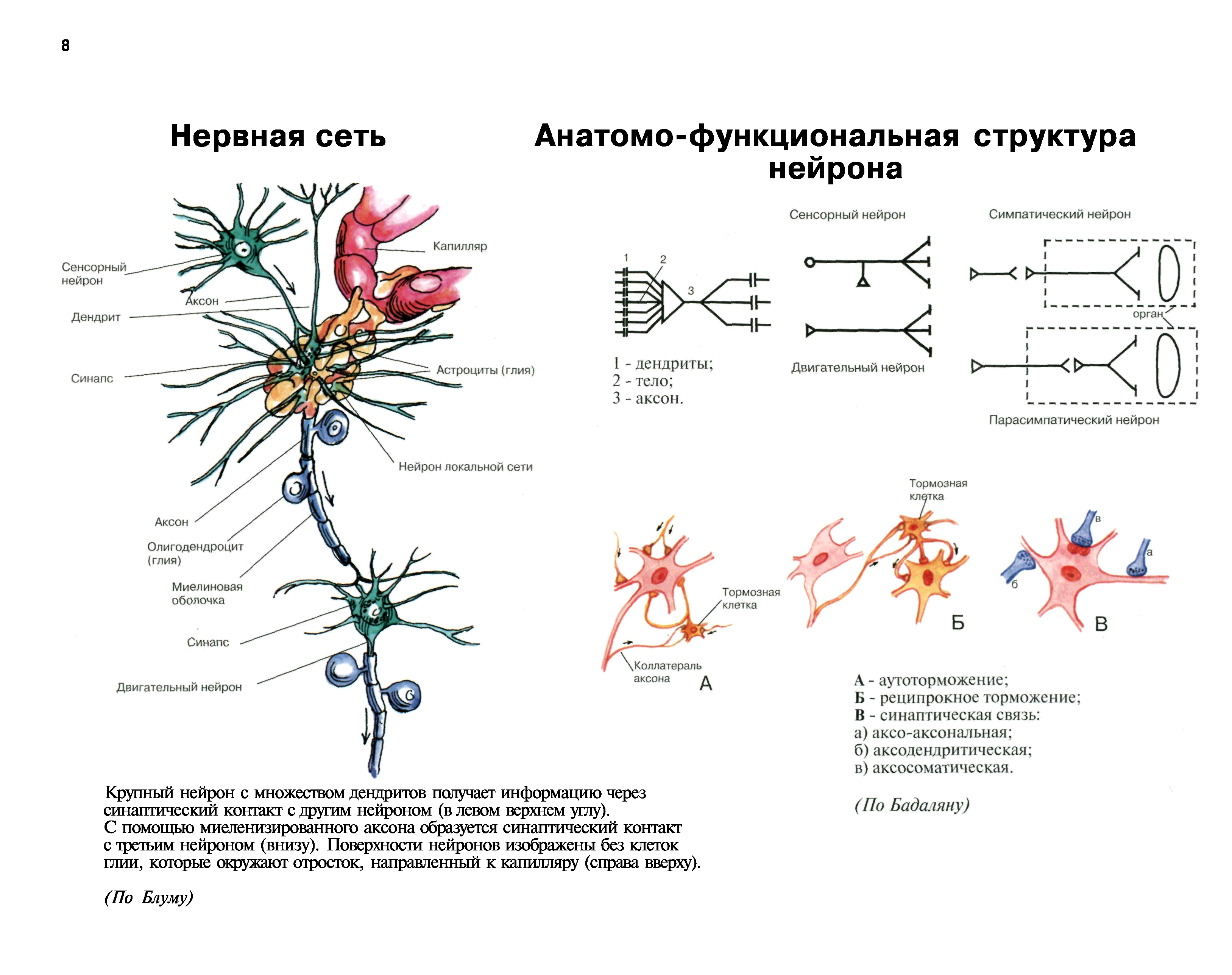 Осуществляет связь между нейронами какой нейрон. Схема взаимодействия нейронов. Схема нейрона нейросети. Нейронная сеть мозга схема. Нейроны в нейронной сети схема.