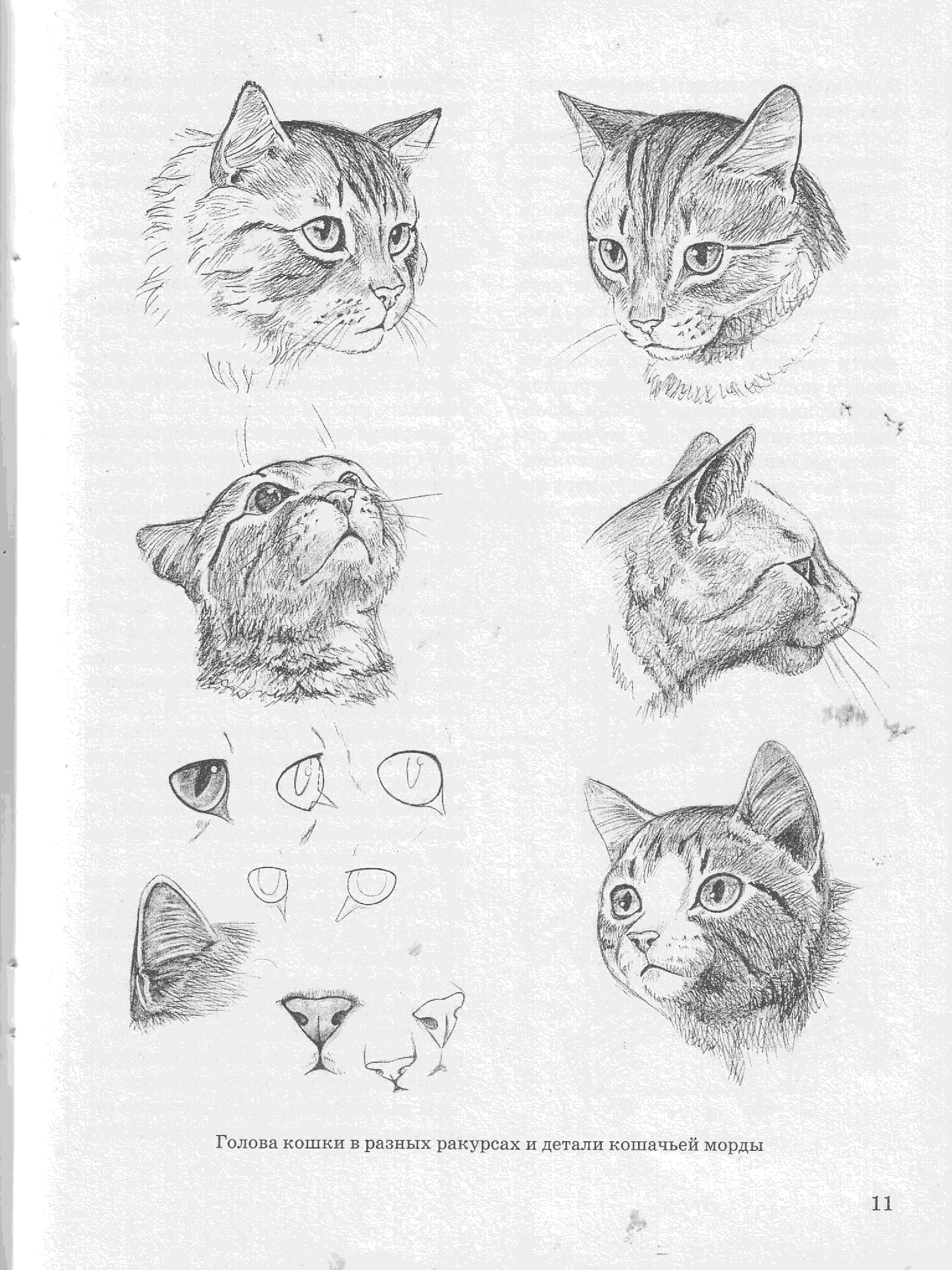 Голова кошки в разных ракурсах