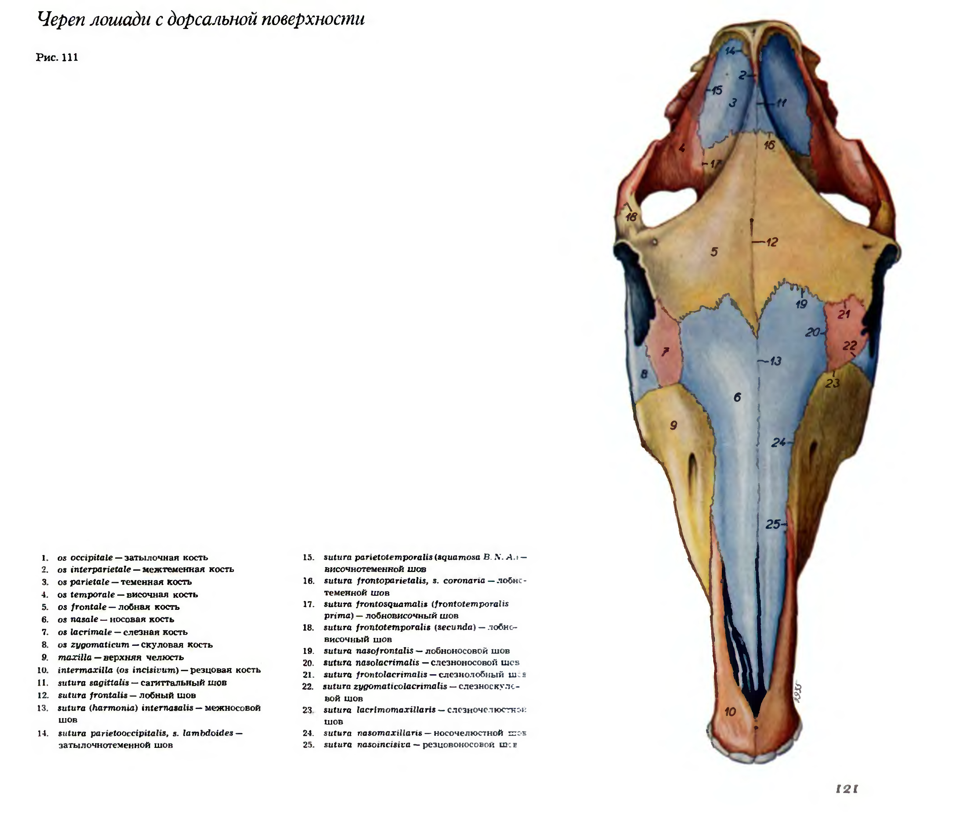 Строения черепа животных. Скелет головы лошади анатомия. Строение затылочной кости черепа лошади. Кости черепа коровы анатомия. Теменная кость лошади.