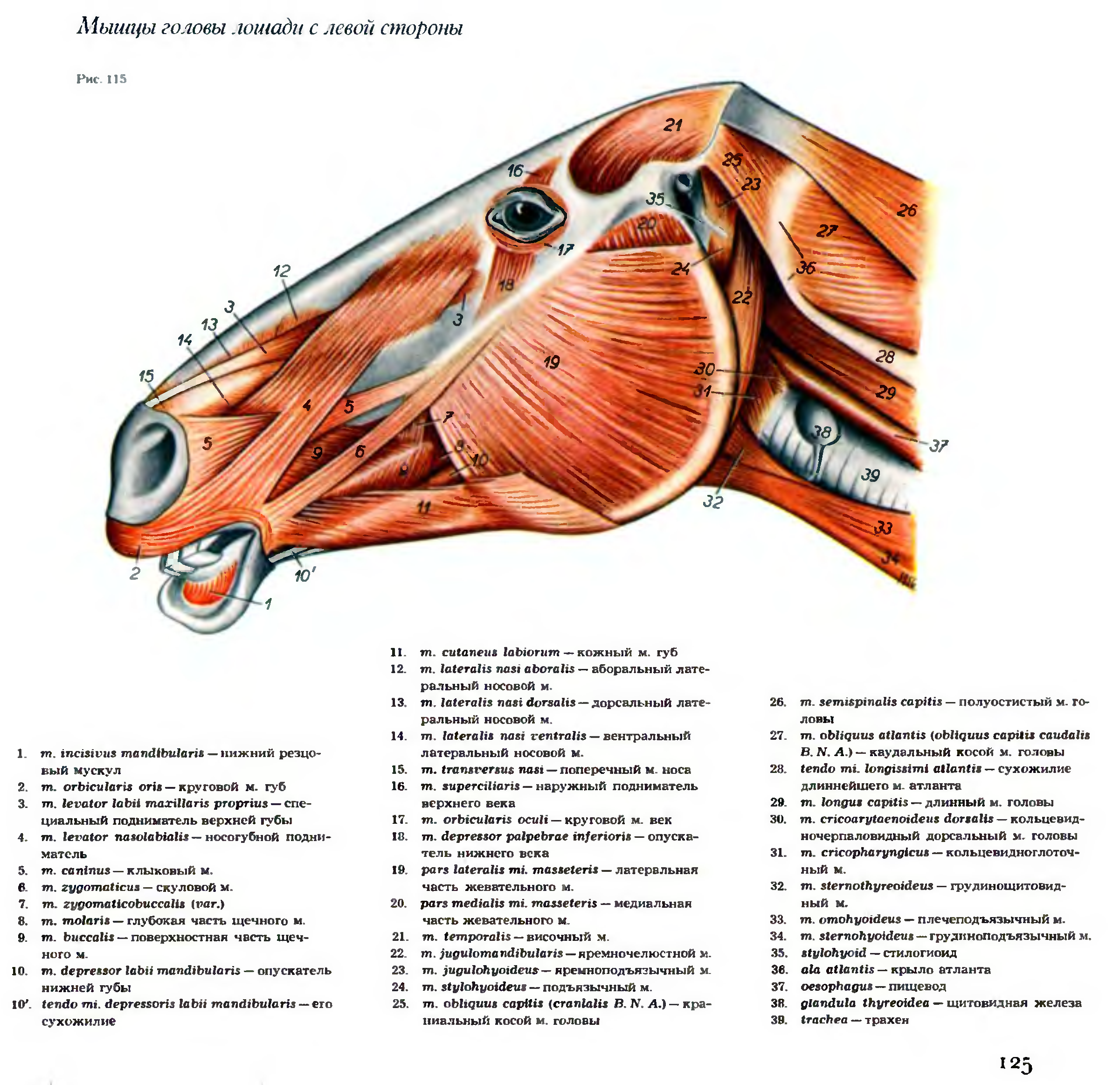 Мышцы животных. Мышцы головы мимические и жевательные КРС. Мышцы головы лошади анатомия. Поверхностные мышцы лошади анатомия. Поверхностная мускулатура головы лошади.