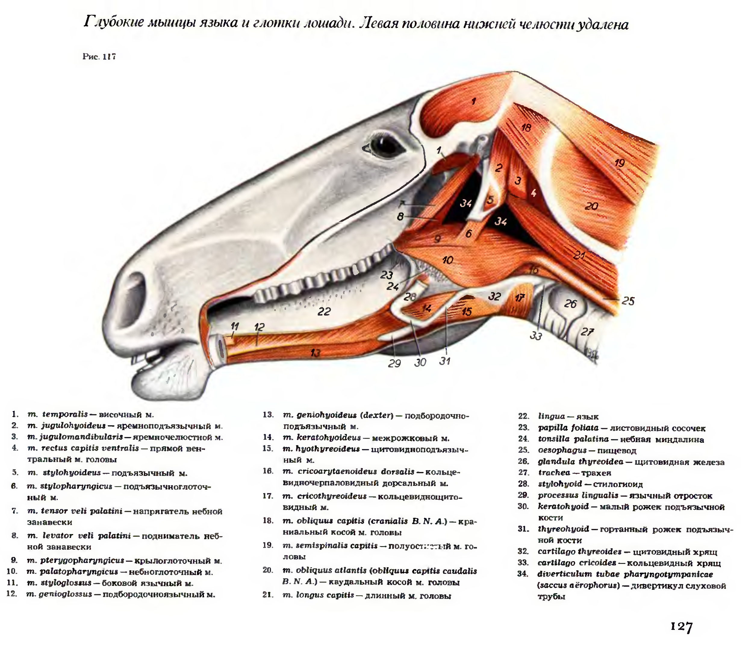 Глотка мышцы глотки. Небная занавеска лошади. Мышечный отросток нижней челюсти лошади. Подбородочная мышца лошади. Подъязычная кость лошади строение.