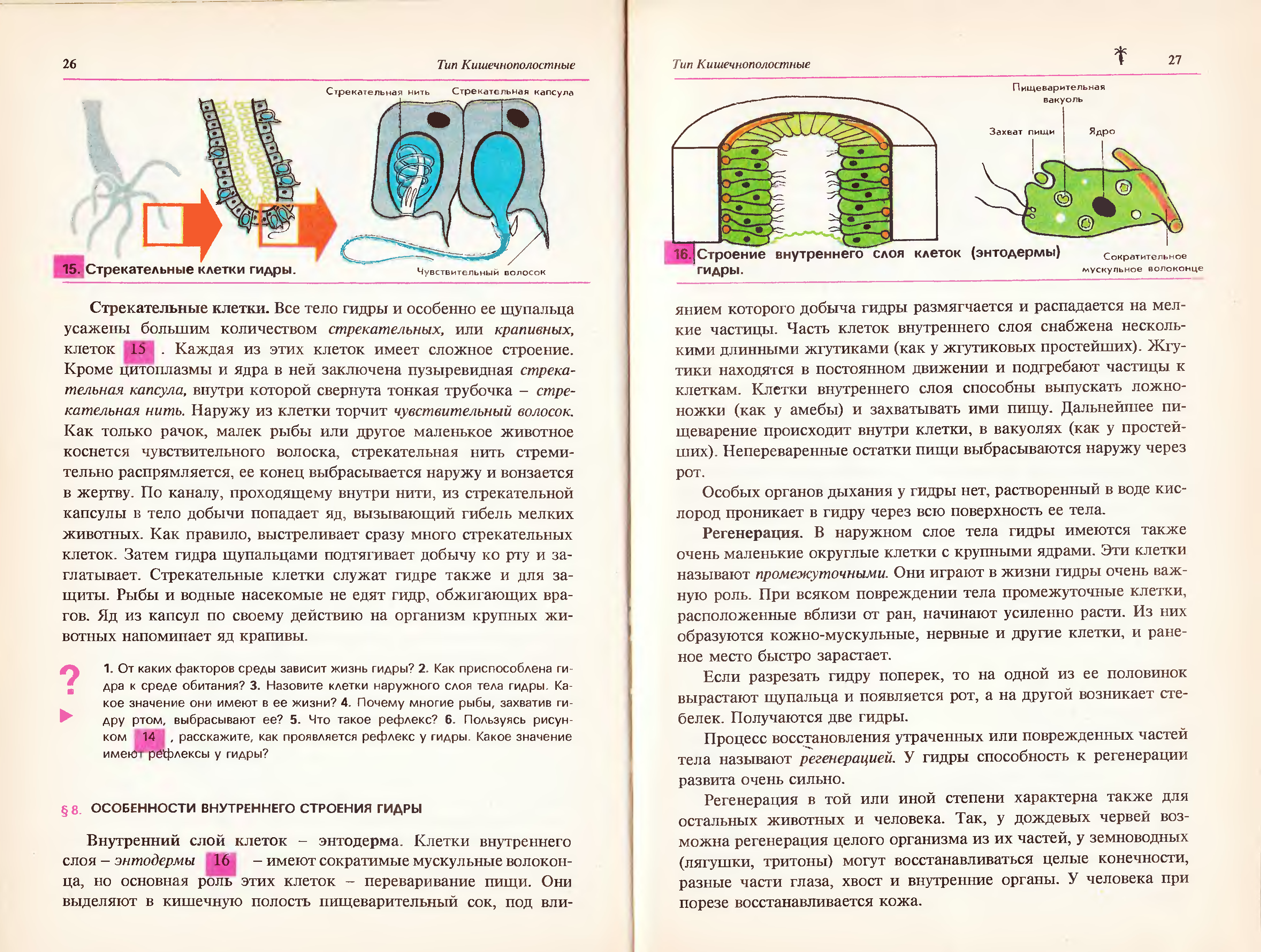 Промежуточные клетки. Строение и функции стрекательных клеток гидры. Клетки наружного и внутреннего слоев тела гидры. Строение стрекательной клетки гидры. Кишечнополостные имеют стрекательные клетки.