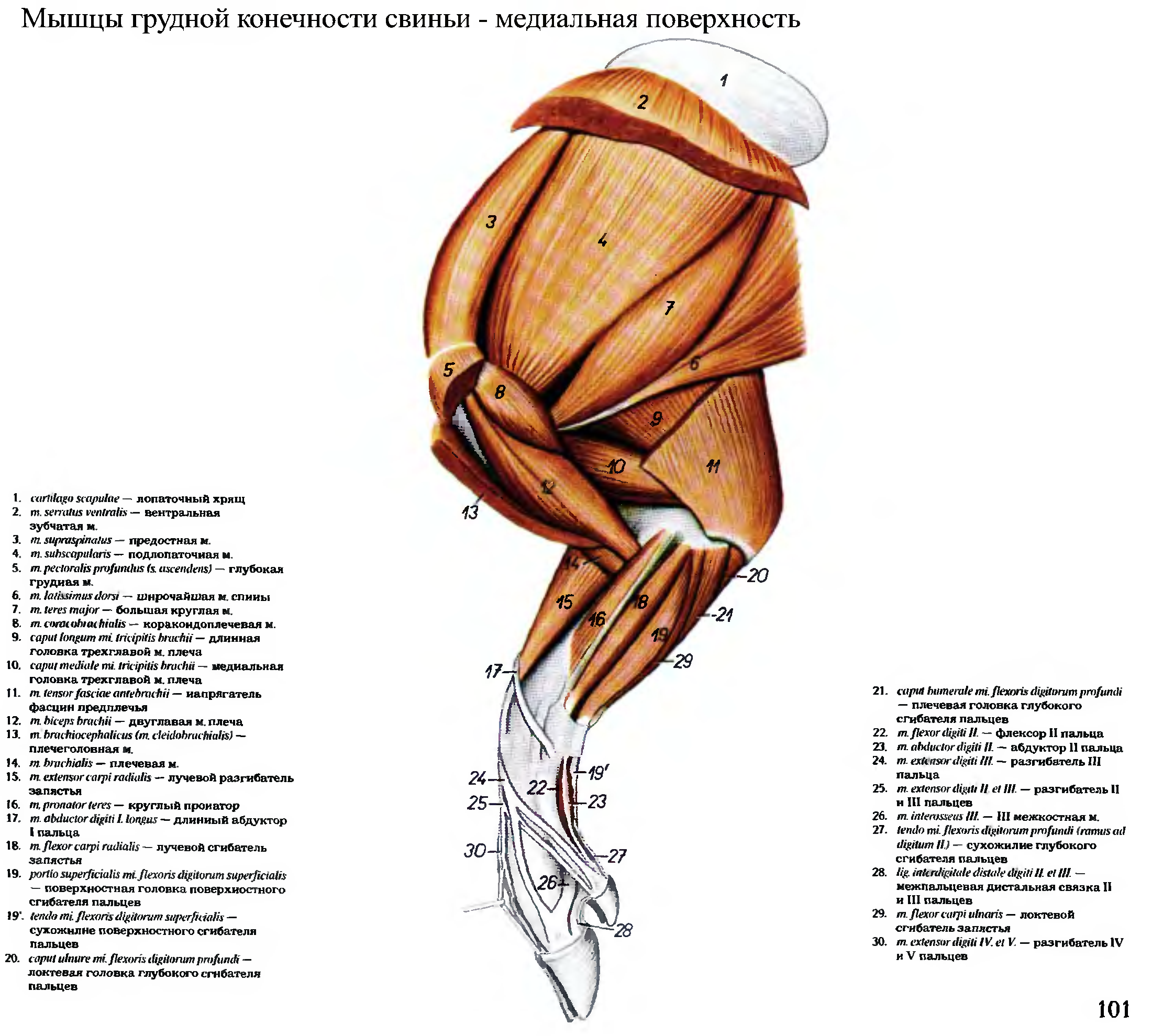 Грудная конечность животных. Мышцы грудной конечности крупного рогатого скота. Мышцы грудной конечности коровы. Мышцы грудной конечности животных анатомия. Мышцы грудной конечности коровы медиальная сторона.