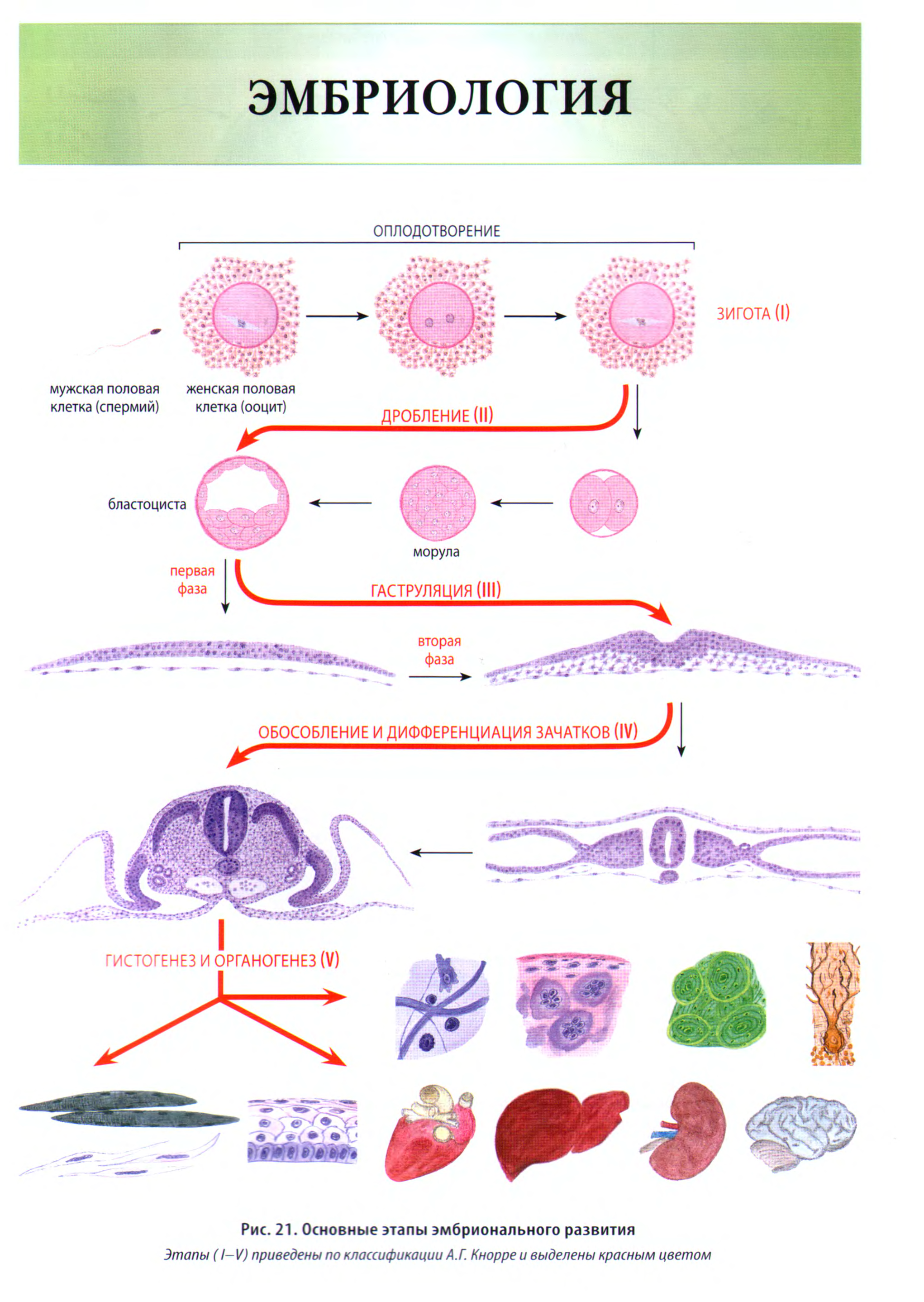 Эмбриогенез развитие тканей гистология схема