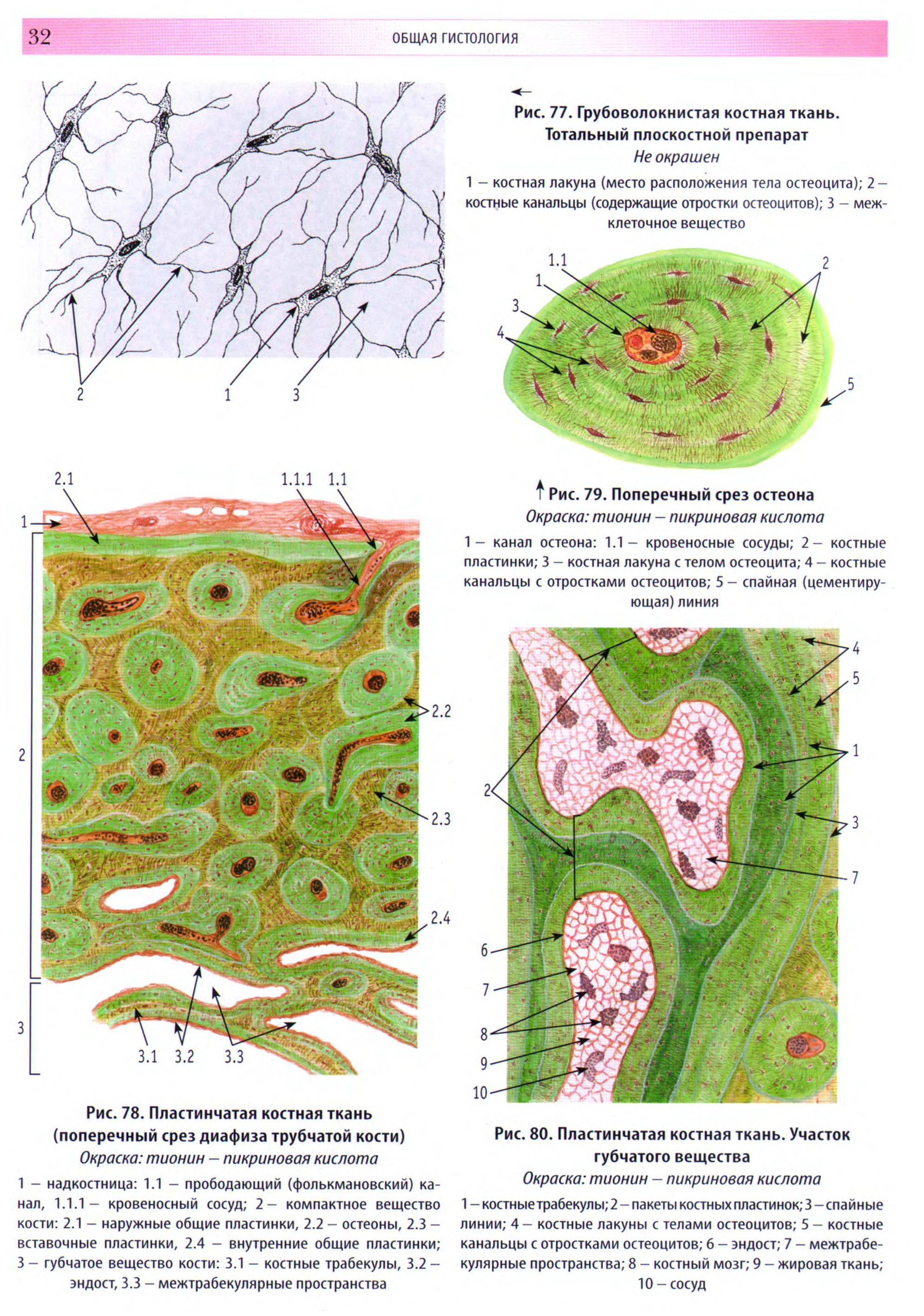 Костная ткань гистология. Пластинчатая костная ткань препарат. Пластинчатая костная ткань гистология. Пластинчатая костная ткань препарат гистология. Грубоволокнистая и пластинчатая костная ткань.