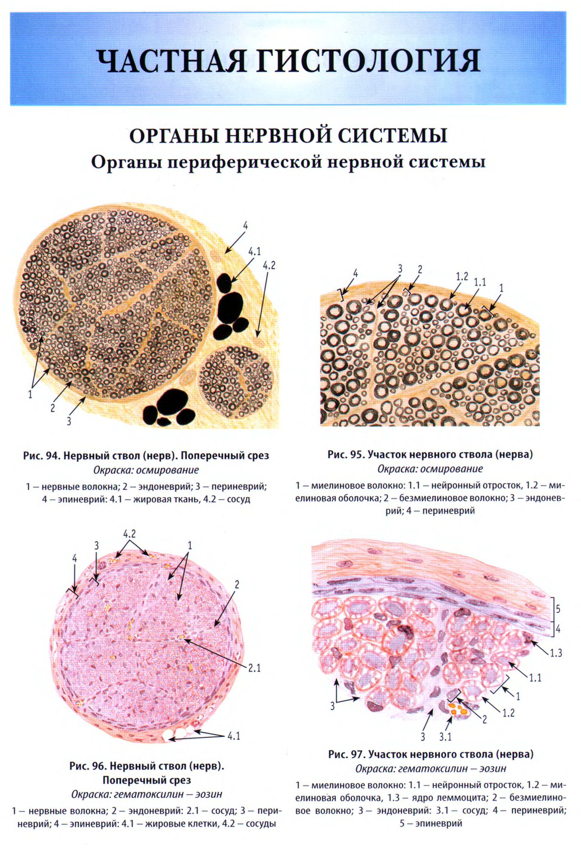 Гистология в схемах и в таблицах pdf