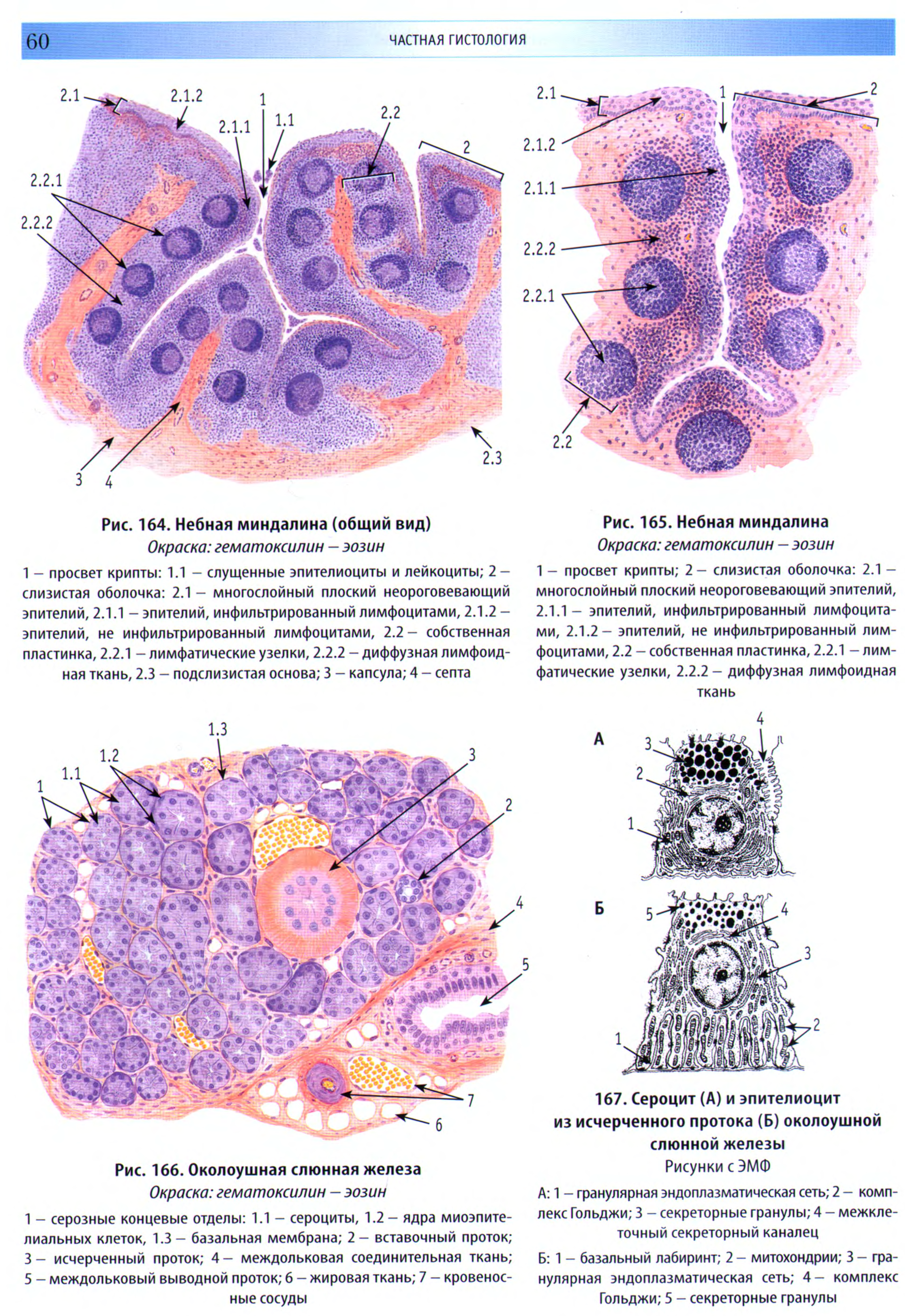 Гистология строение. Околоушная слюнная железа гистология. Небная миндалина гистология. Быков Юшканцева гистология атлас. Небная миндалина гистология рисунок.
