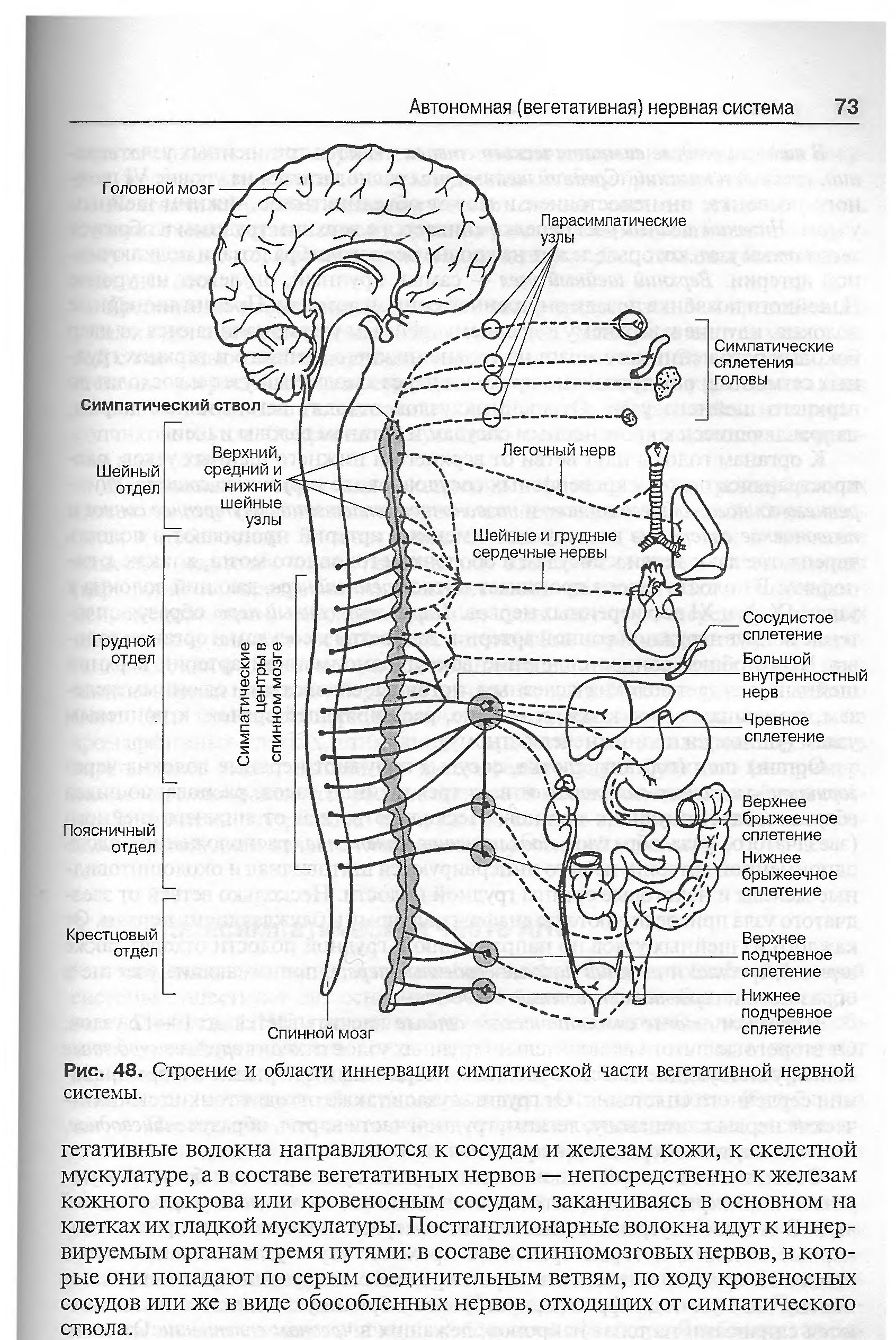 Органы иннервируемые соматическим отделом. Схема строения парасимпатической части вегетативной нервной системы. Вегетативная нервная система схема спинного мозга. Шейный отдел вегетативной нервной системы. Строение симпатической вегетативной нервной системы.