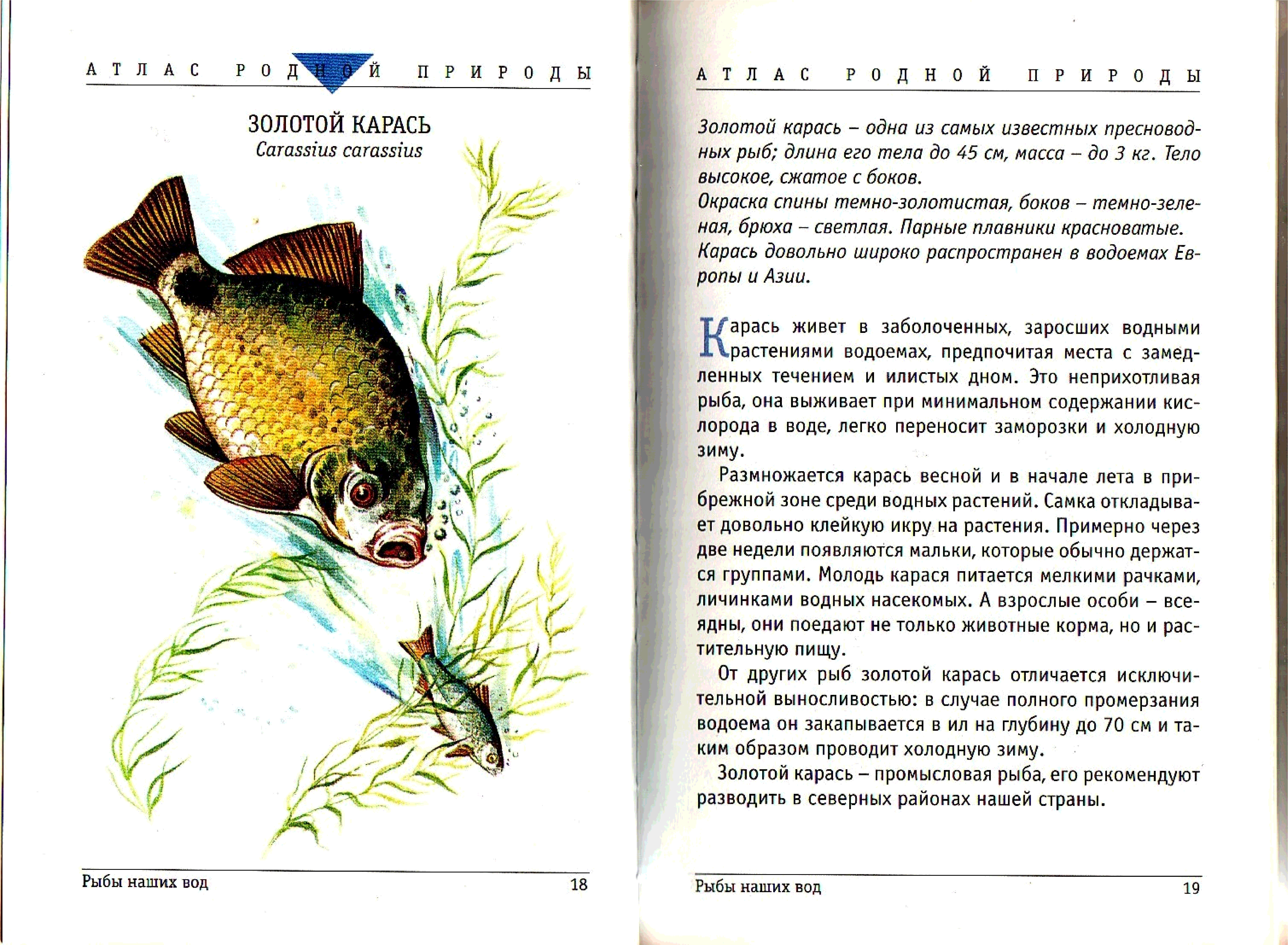Северные рыбы книга. Книги про рыб. Ловись рыбка книга. Книга рыбы Забайкальского края. Прочитайте рыбе вода