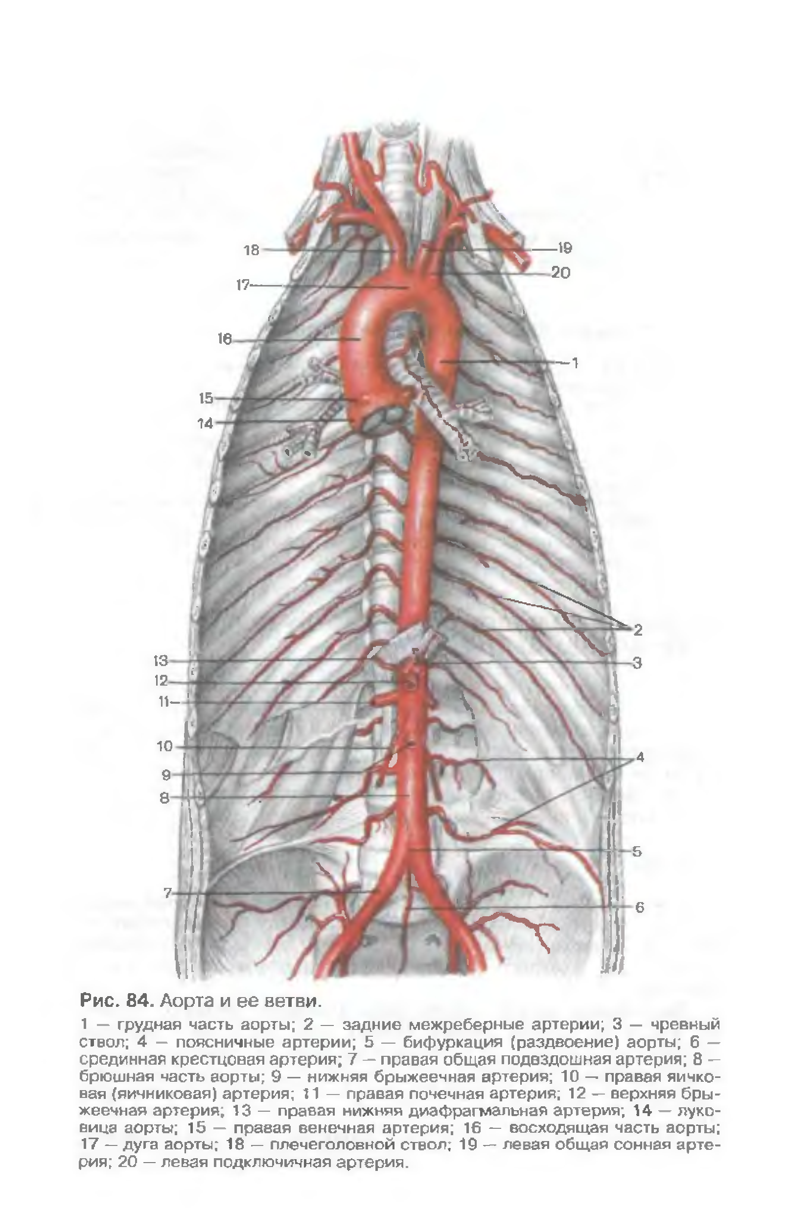 Ветви аорты. Пристеночные ветви грудной аорты. Грудная аорта анатомия строение. Нисходящая аорта и ее ветви. Грудная часть аорты и ее ветви анатомия.