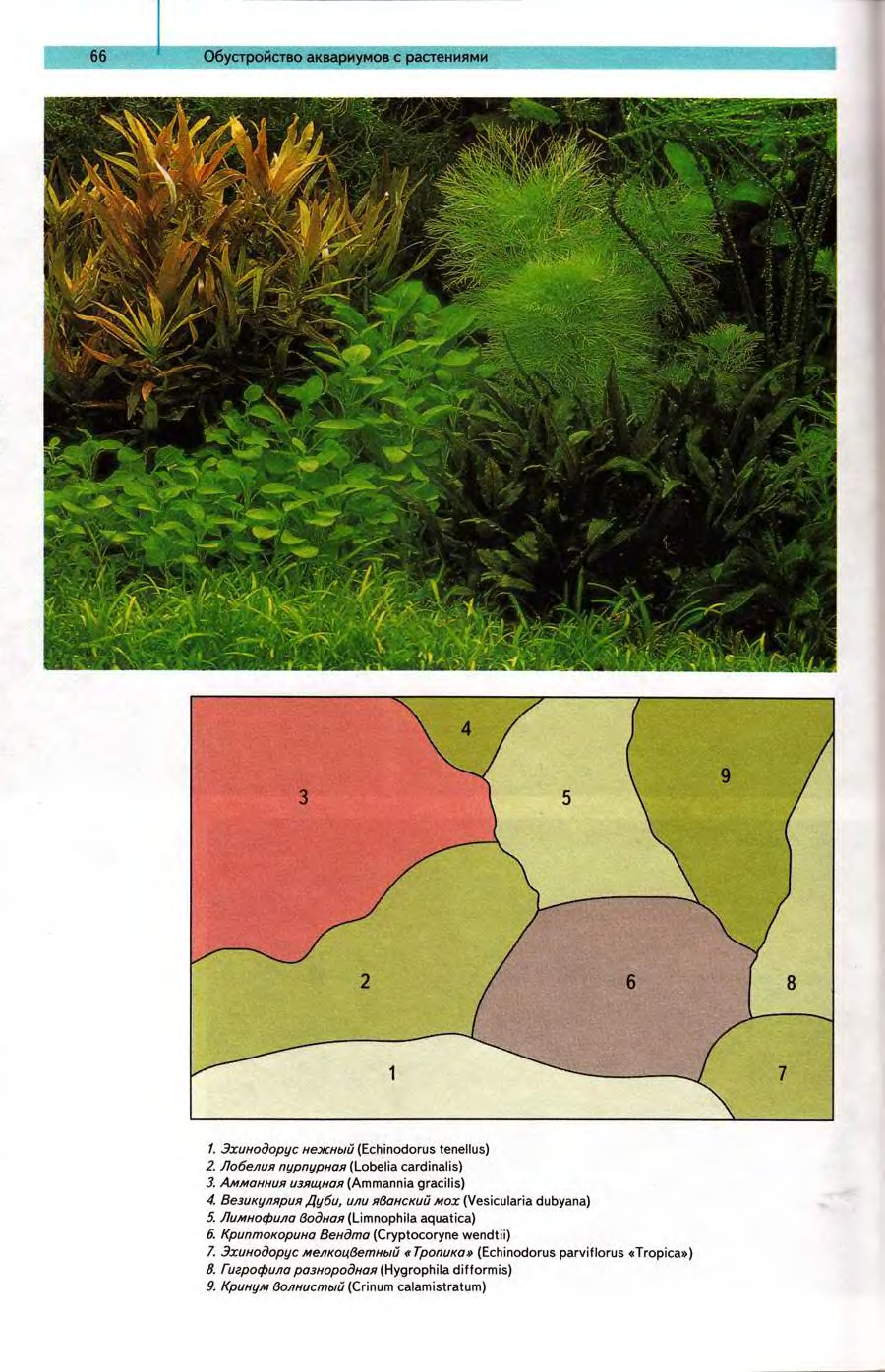 Расположение растений в аквариуме схема