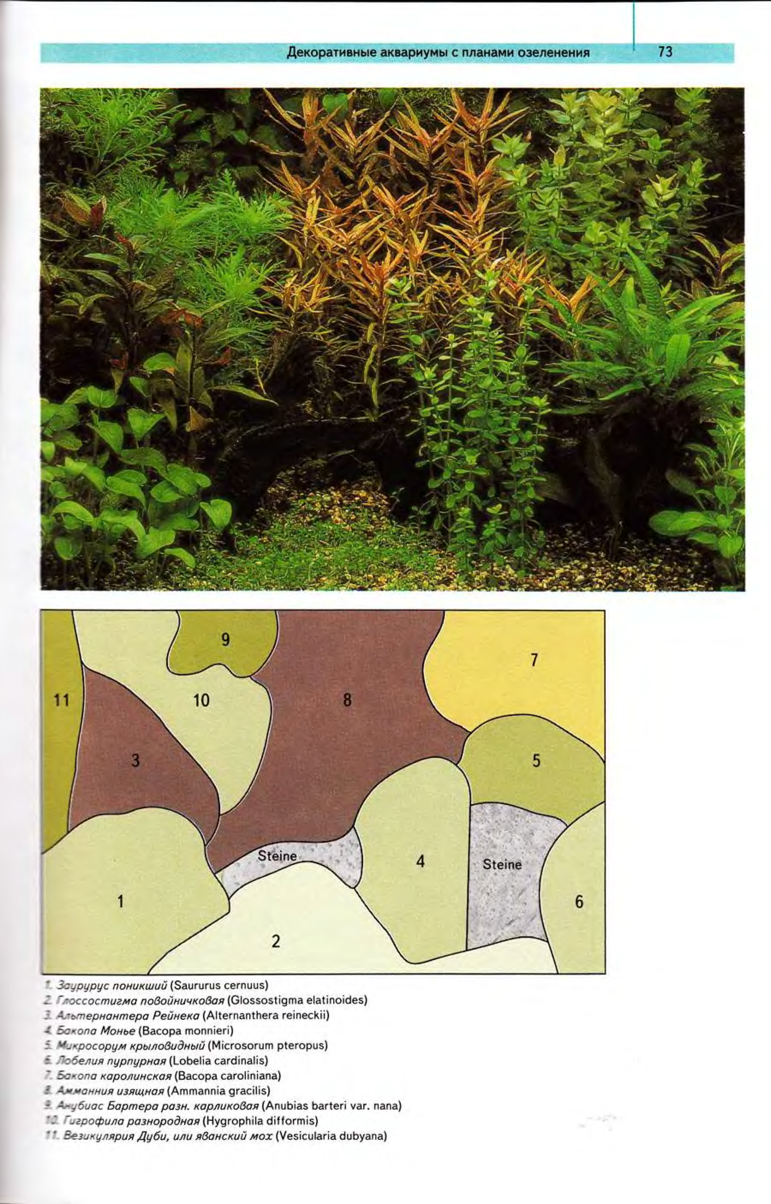 Расположение растений в аквариуме схема