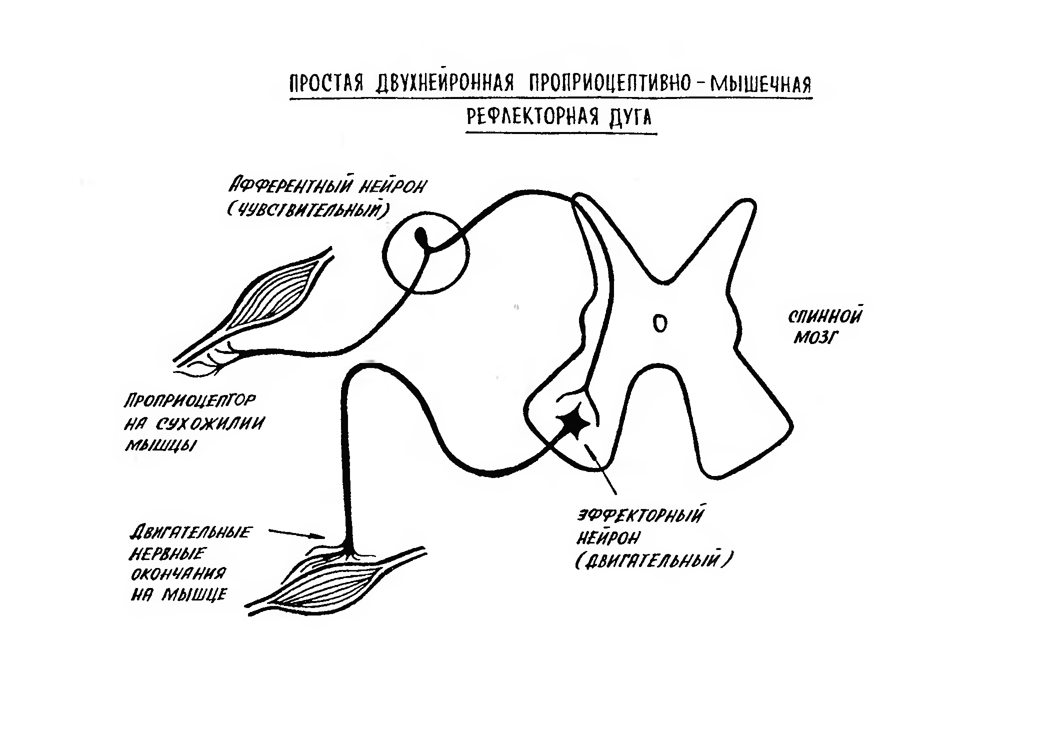 Простейшая соматическая рефлекторная дуга