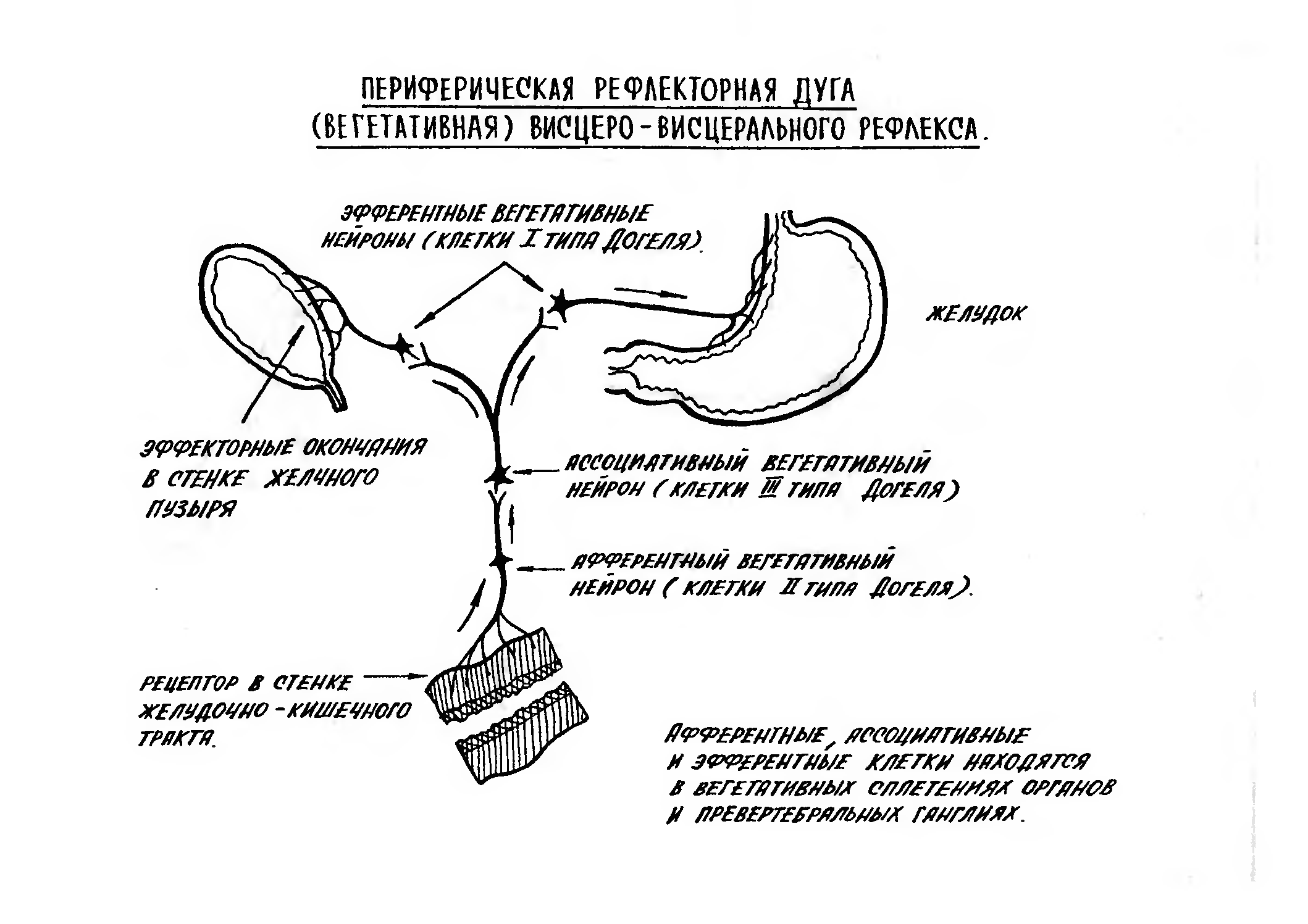 Схема кашлевого рефлекса