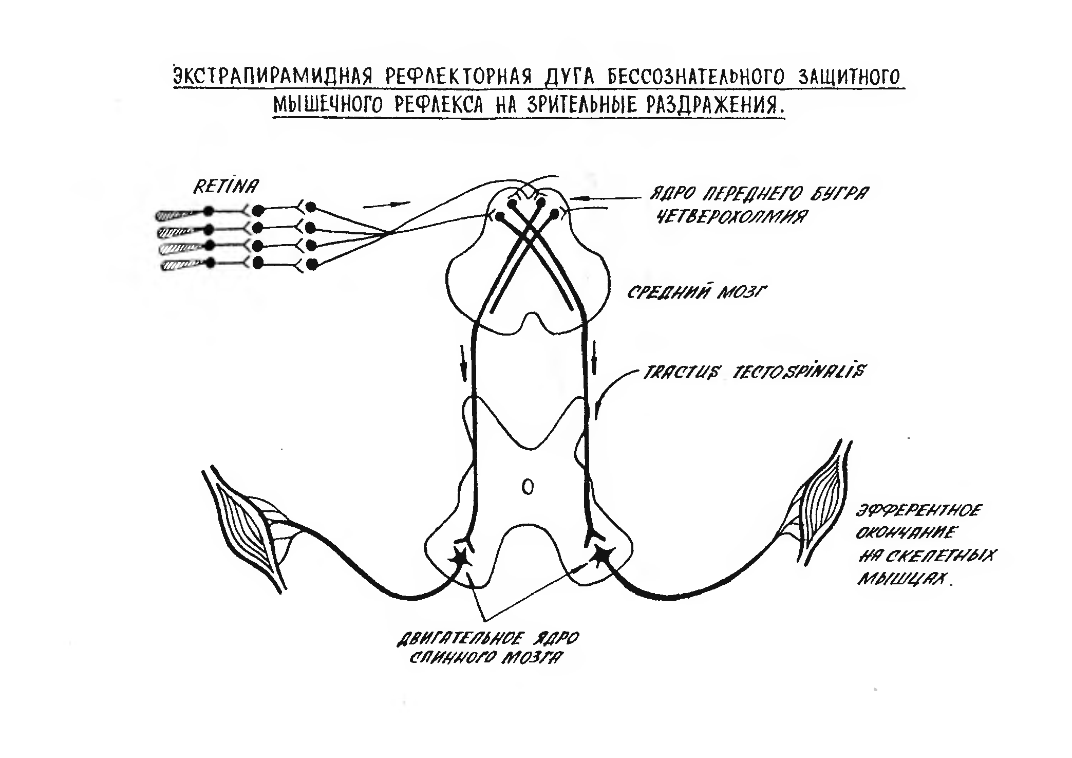 Рисунок зрительного рефлекса