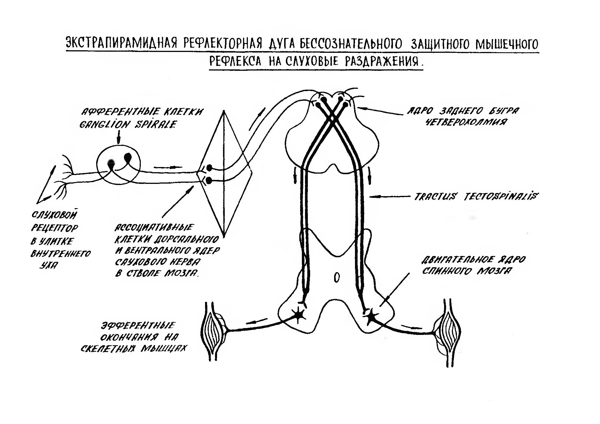 Схема рефлекторной дуги внутрисердечного рефлекса