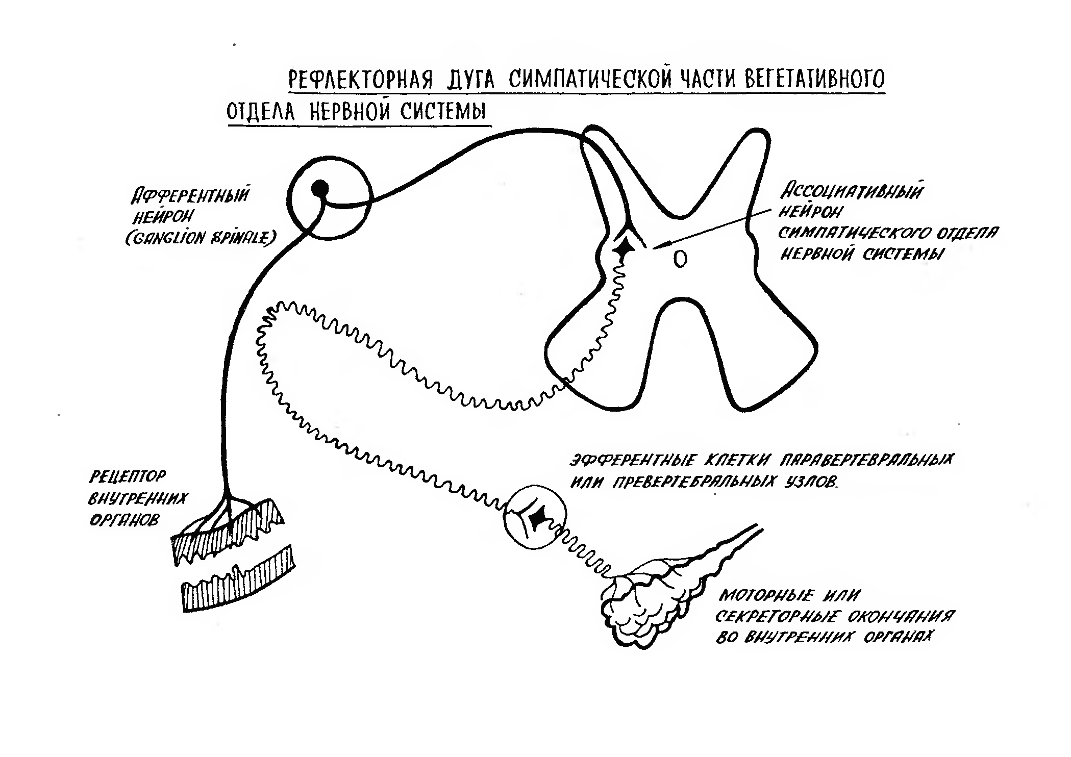 Рефлекторная дуга вегетативной нервной системы. Схема рефлекторной дуги симпатического рефлекса. Рефлекторная дуга парасимпатической нервной системы схема. Симпатическая рефлекторная дуга схема. Вегетативная симпатическая рефлекторная дуга схема.