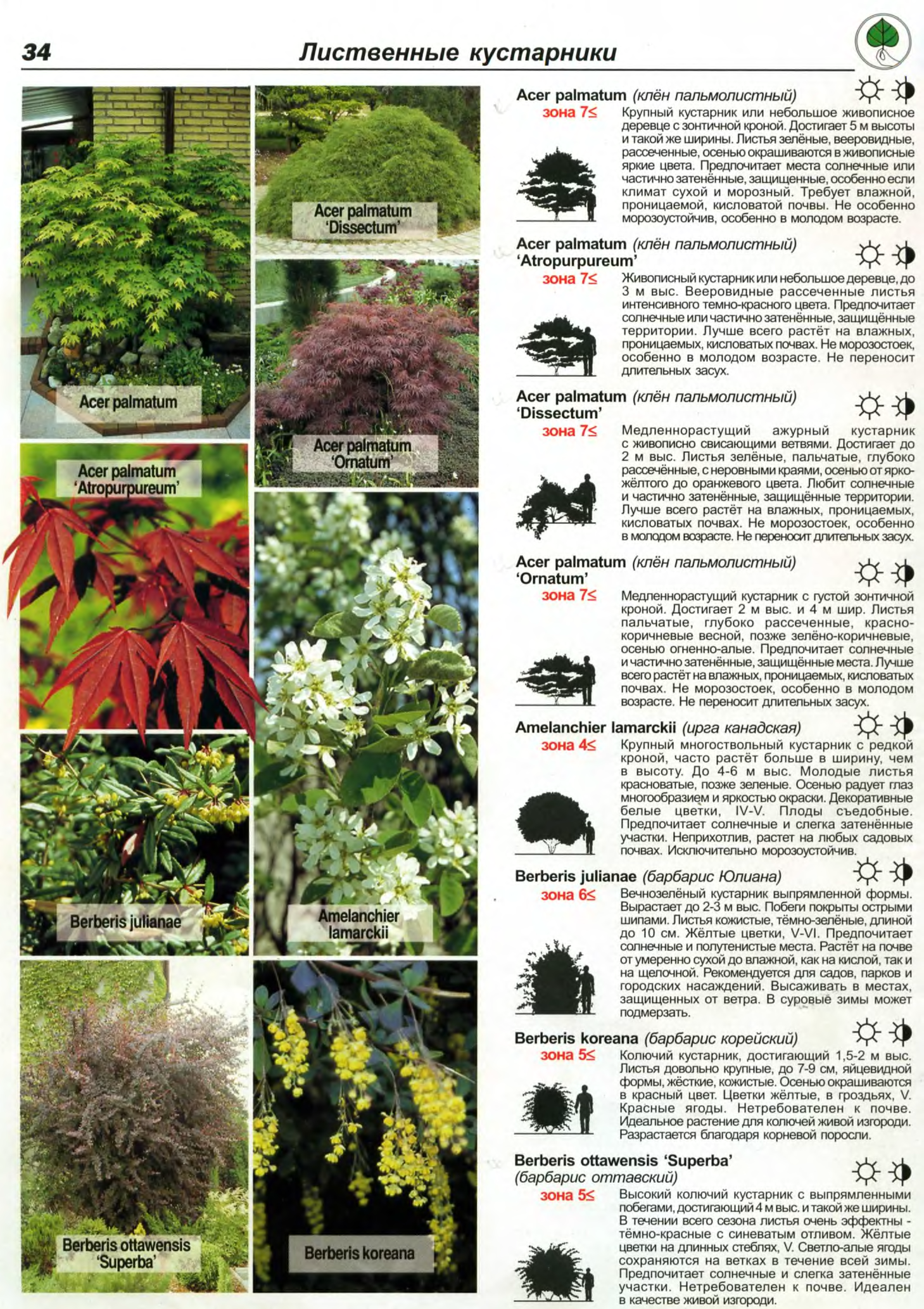 лиственные кустарники названия. листопадные кустарники список. кустарники названия кустарников. название кустарничков. названия деревьев с картинками.