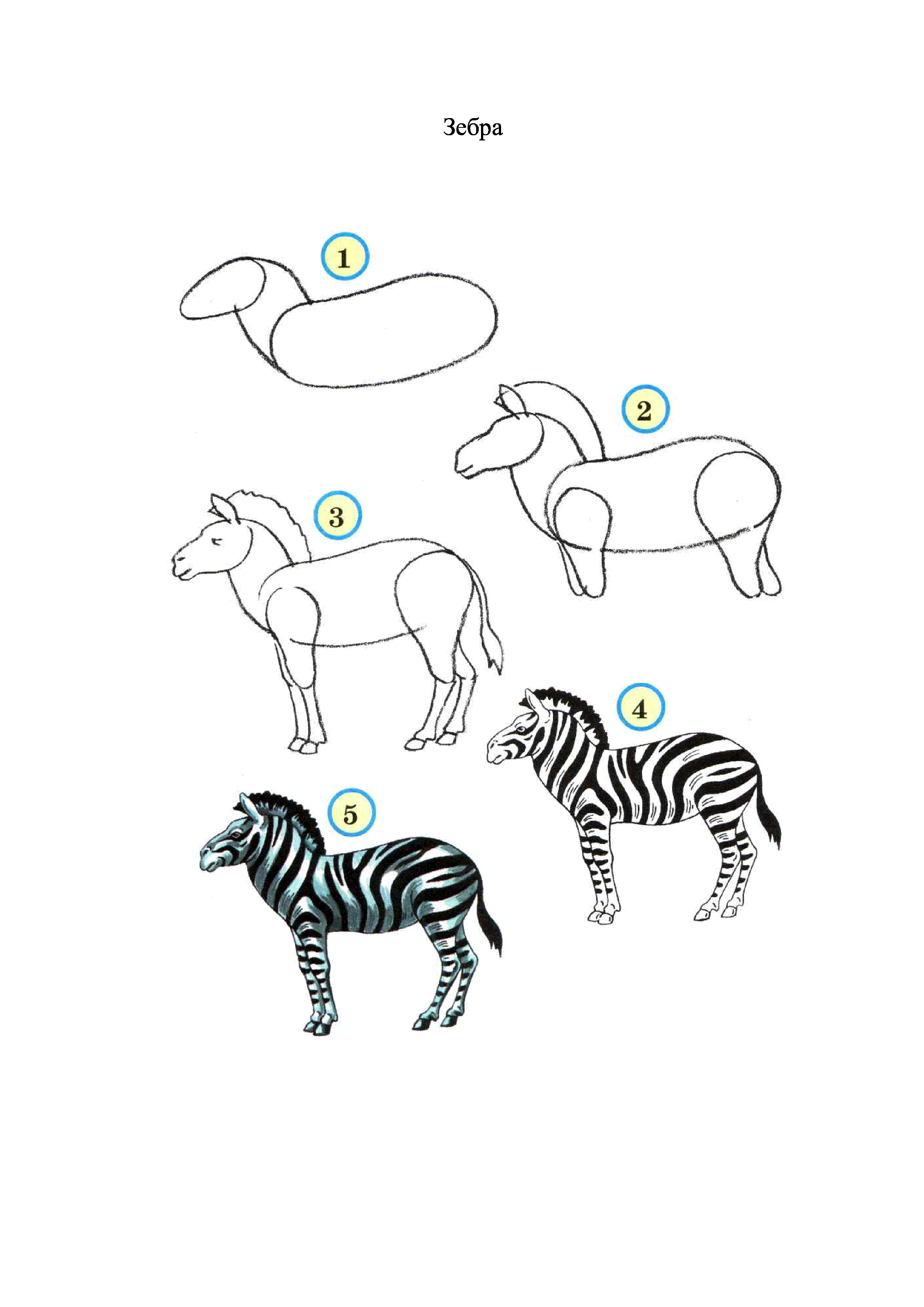 Поэтапное рисование зебры для дошкольников