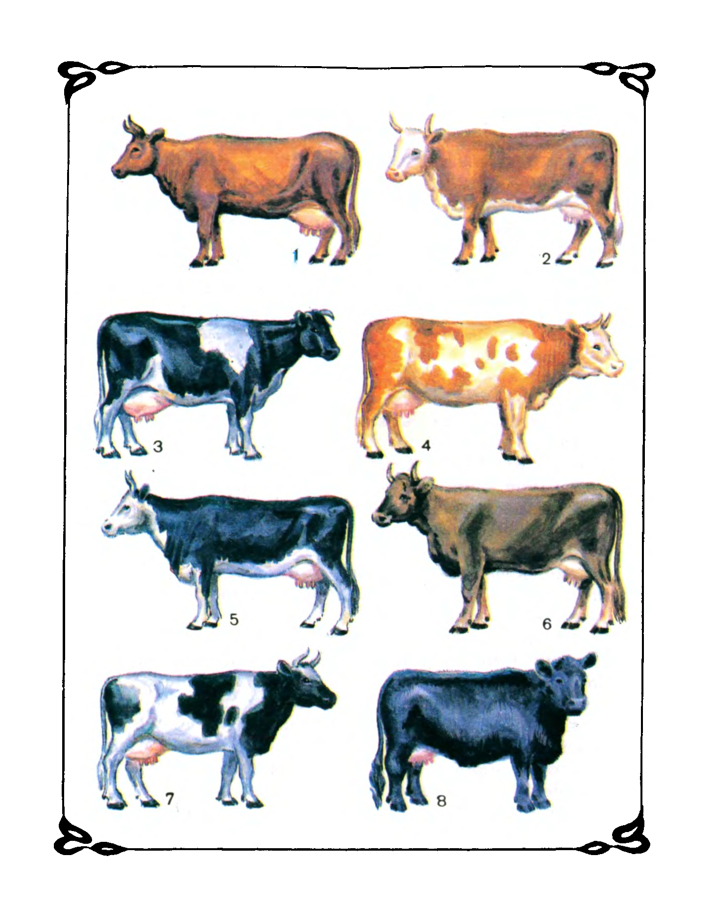 породы коров молочного направления фото
