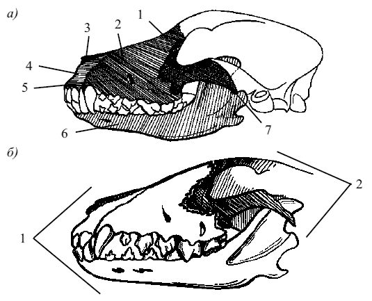 Соединение костей черепа млекопитающих. Сагиттальный распил черепа собаки. Чешуйчатая кость череп собаки. Ротовая полость собаки анатомия зубов. Строение челюсти собаки.